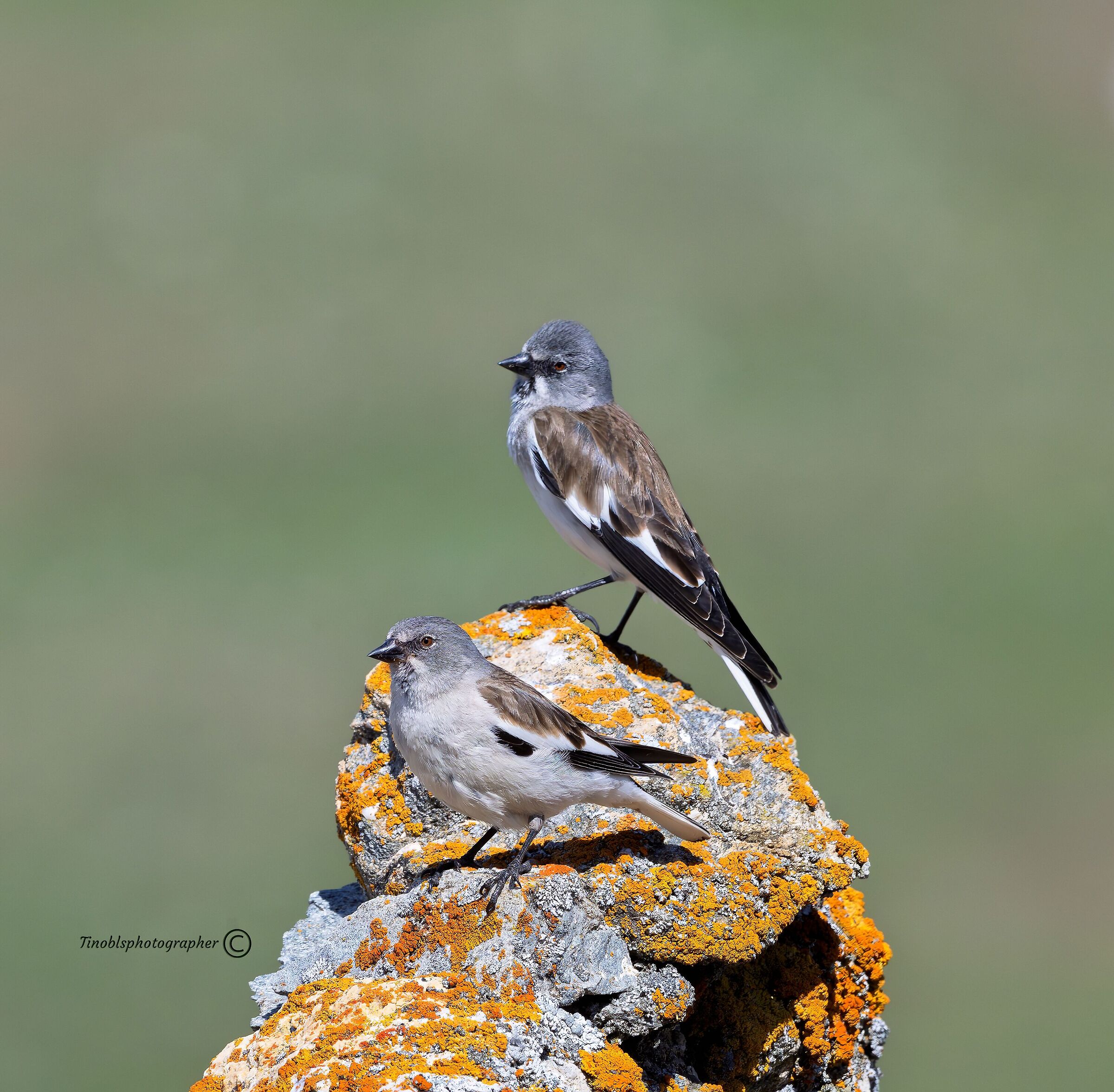 Fringuello alpino (Montifringilla nivalis)