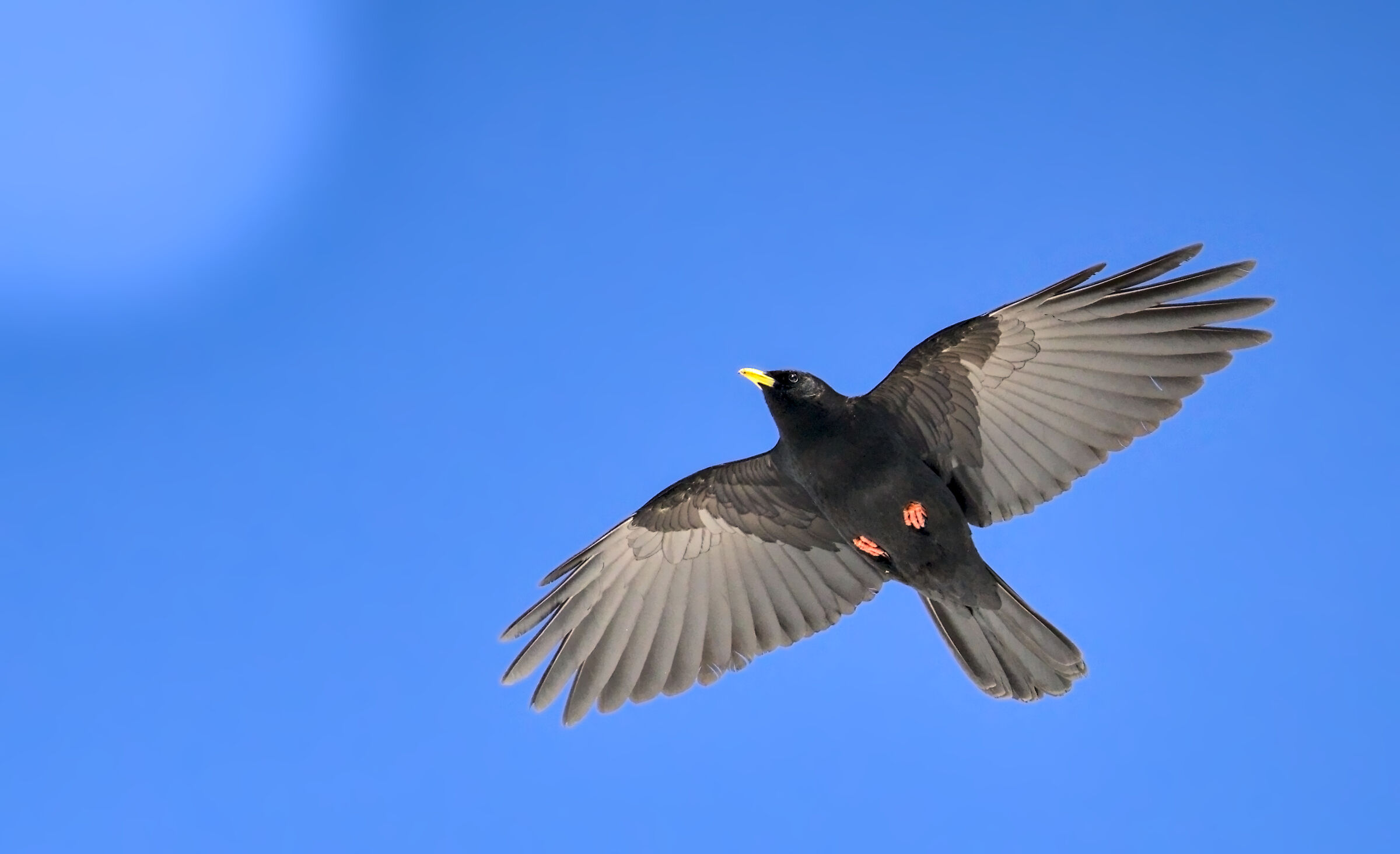 Alpine chough