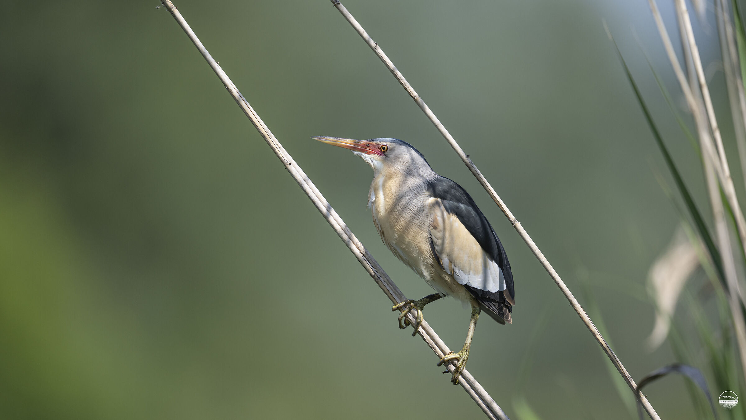 The tightrope walker