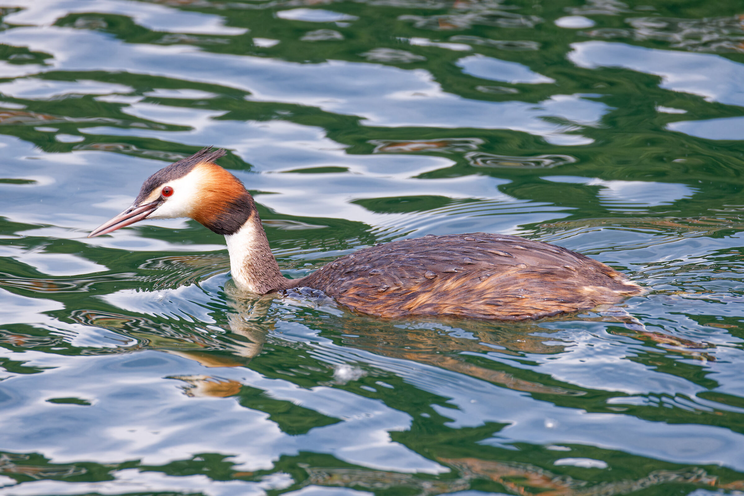 Great crested grebe
