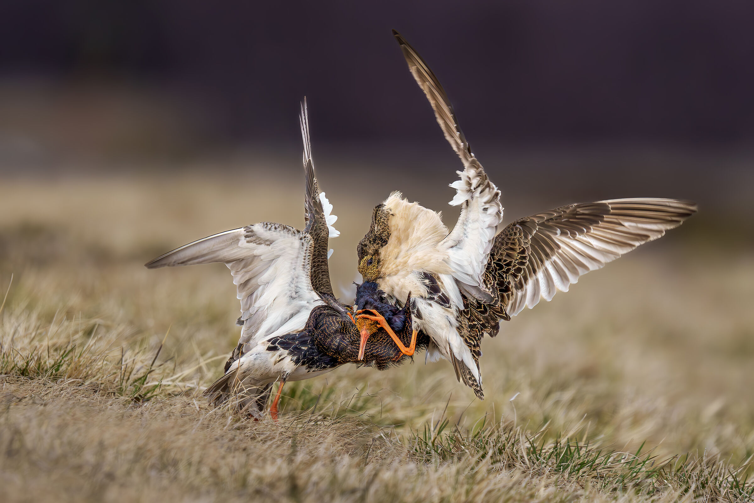 Fighters in combat