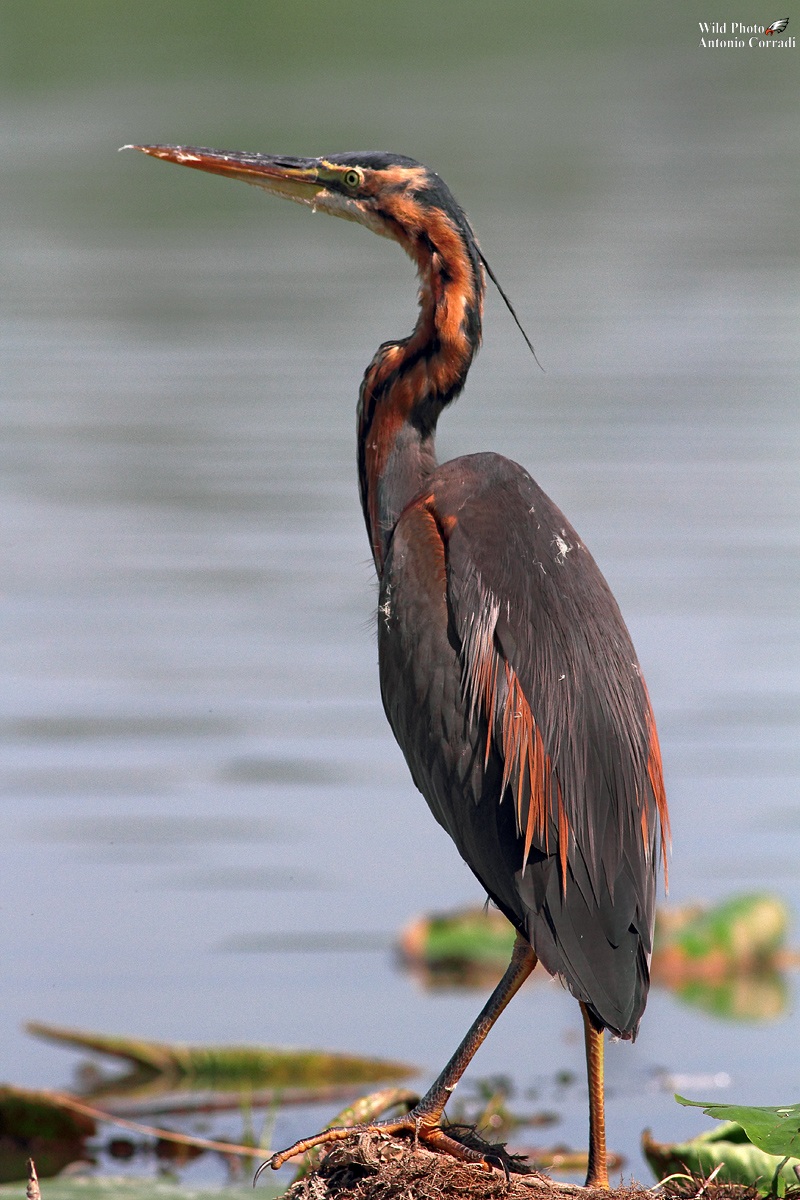 Airone Rosso