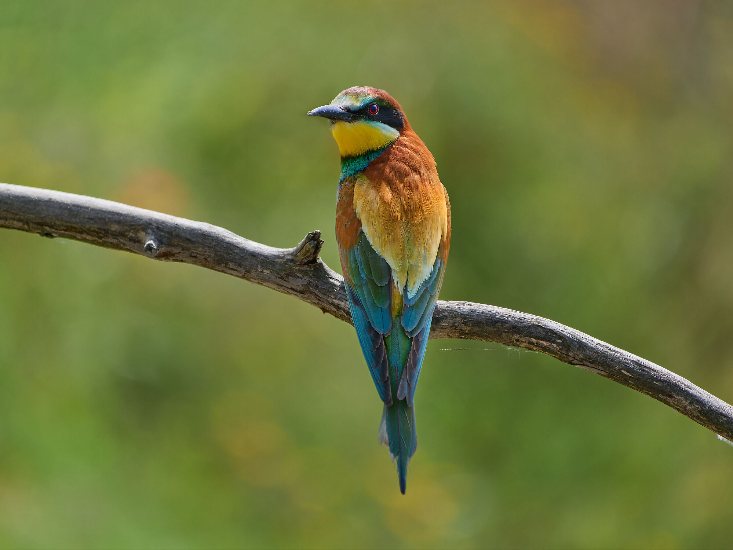 Bee-eater posing