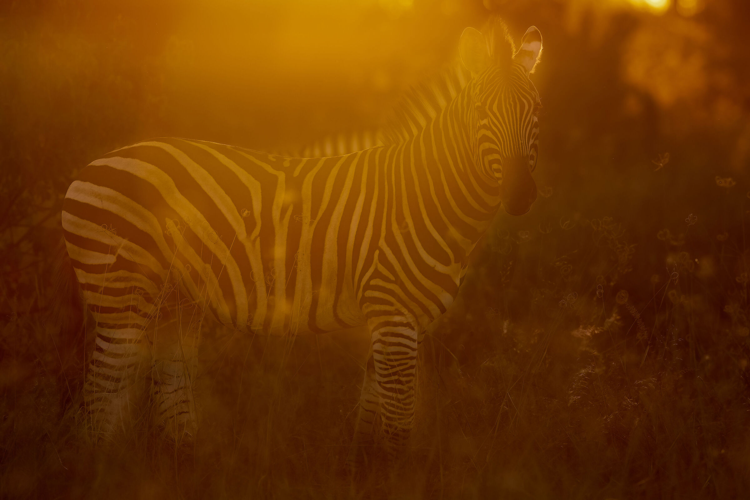 una zebra di luce