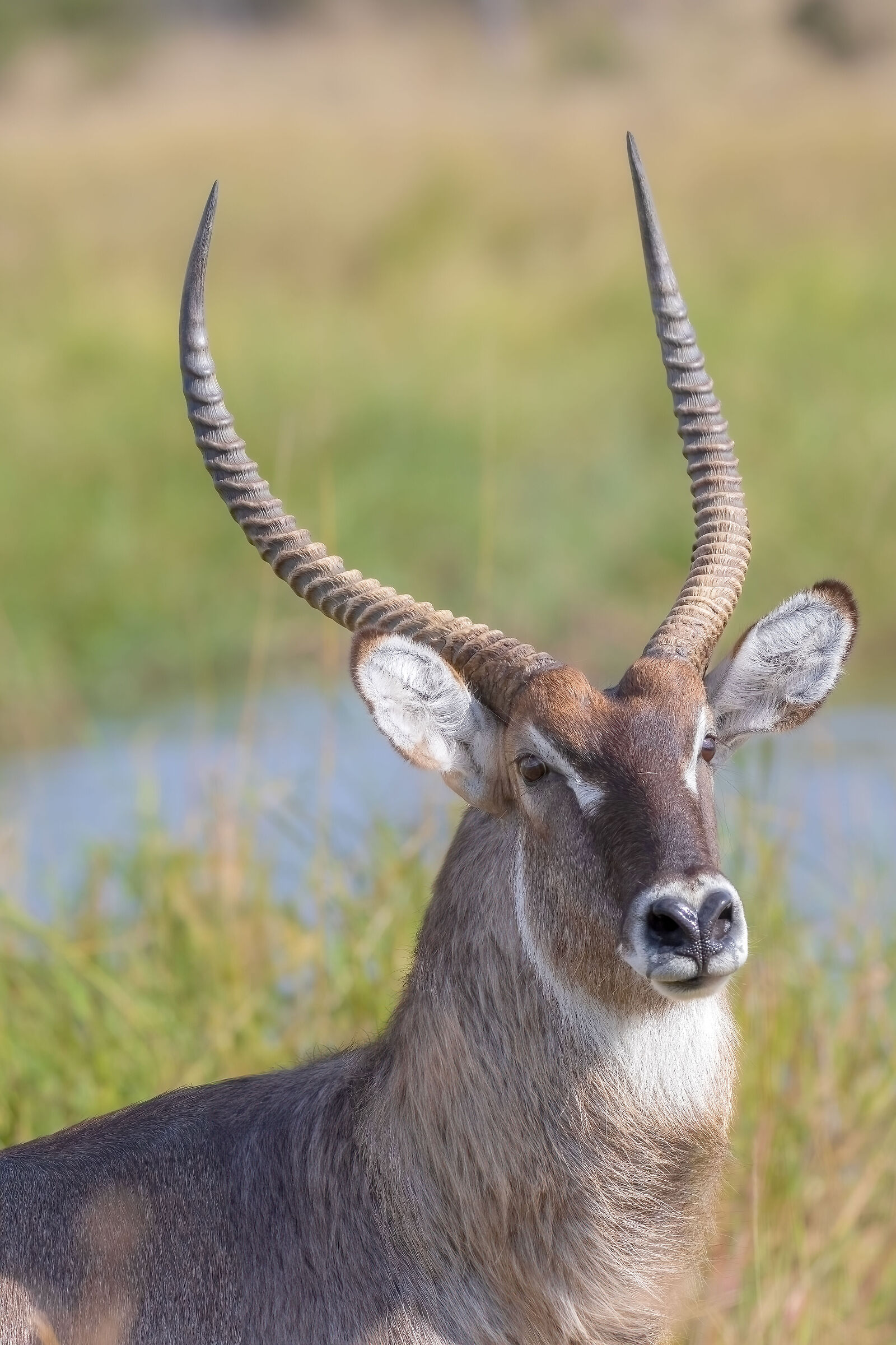 Waterbuck
