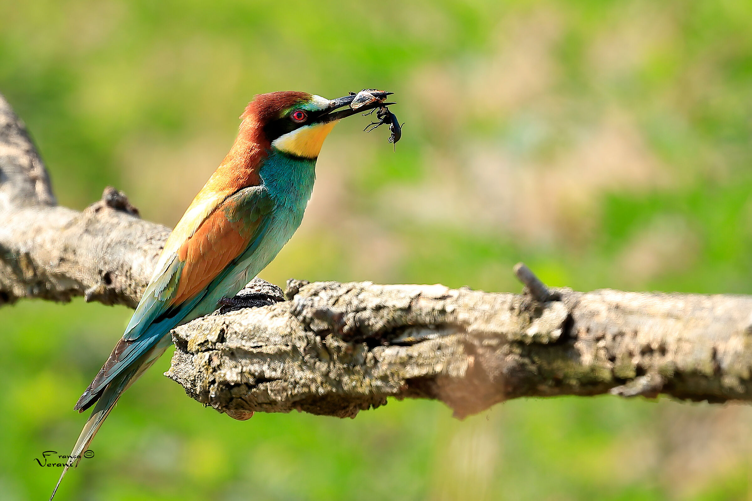Bee-eater with prey