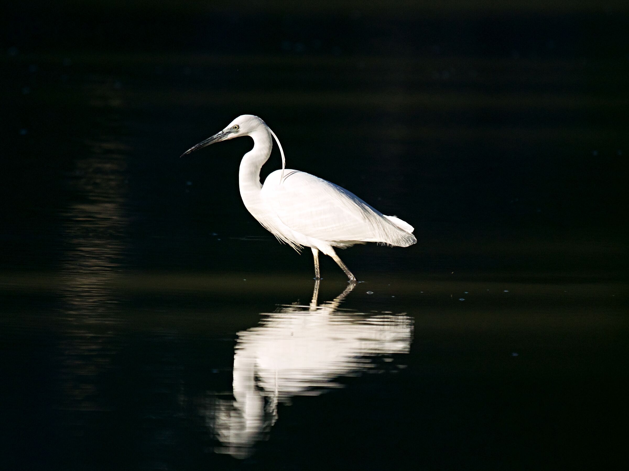 Egret