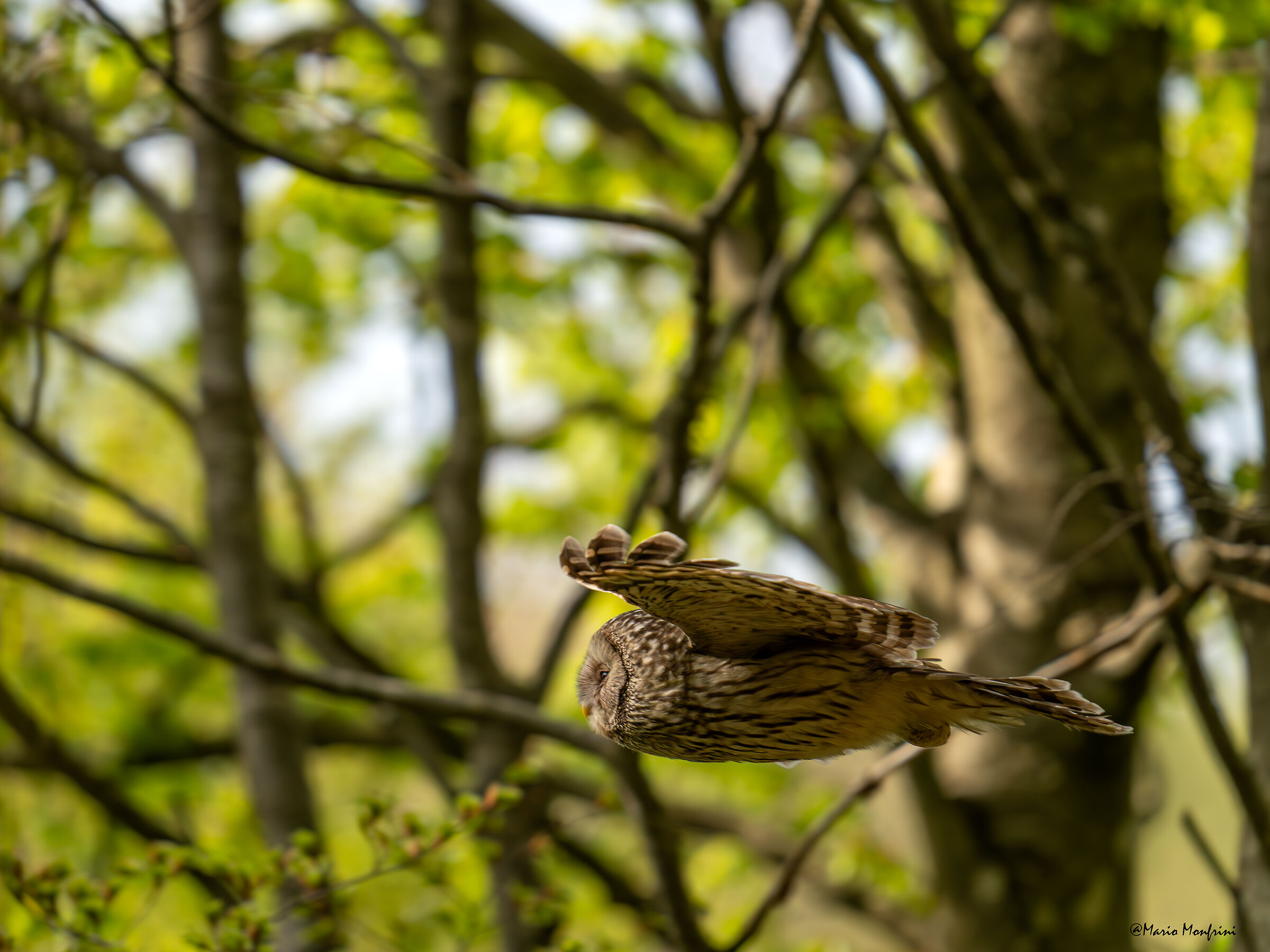 Lo spirito della foresta