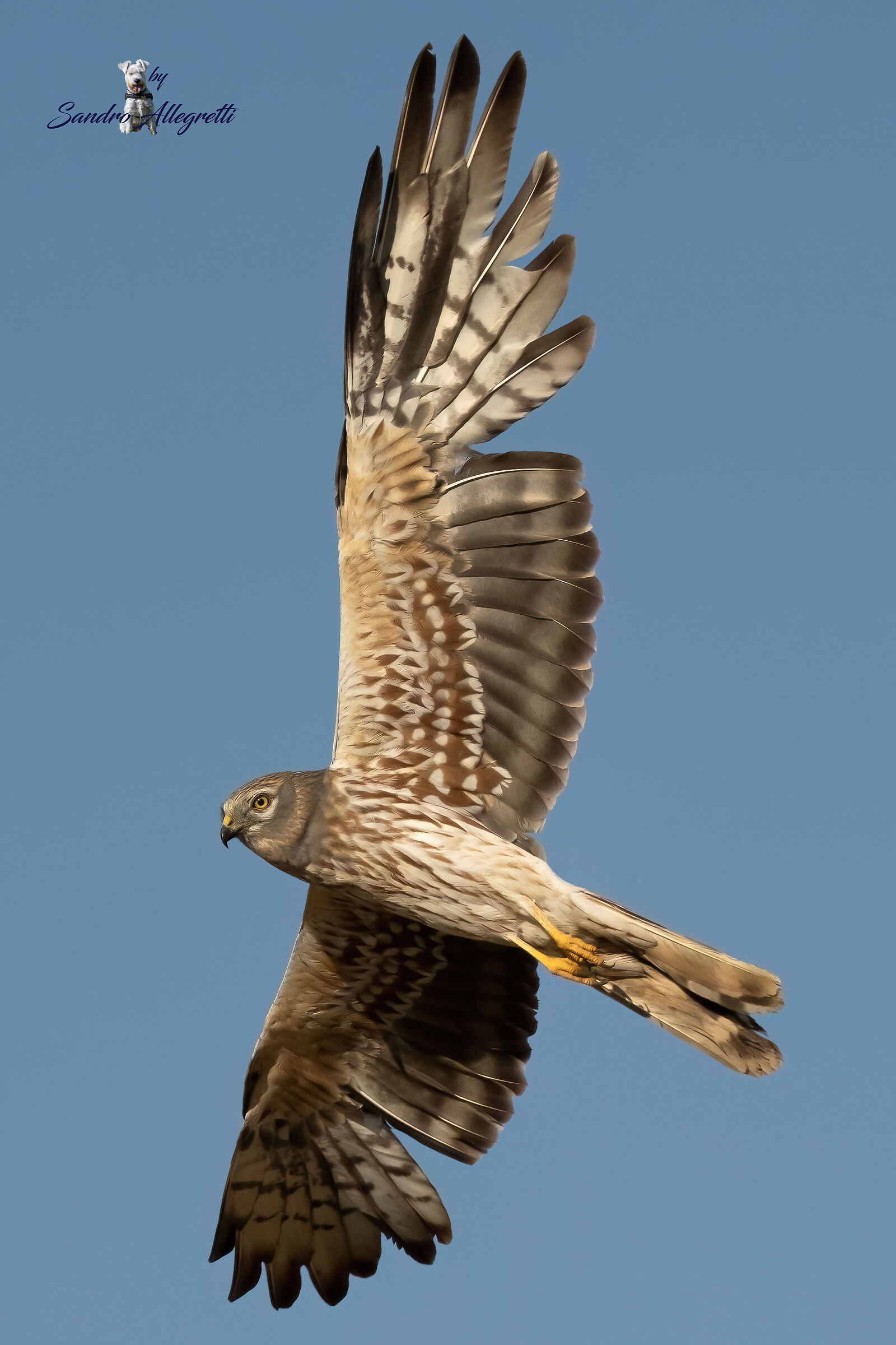 L'albanella minore (Circus pygargus) (Juv)