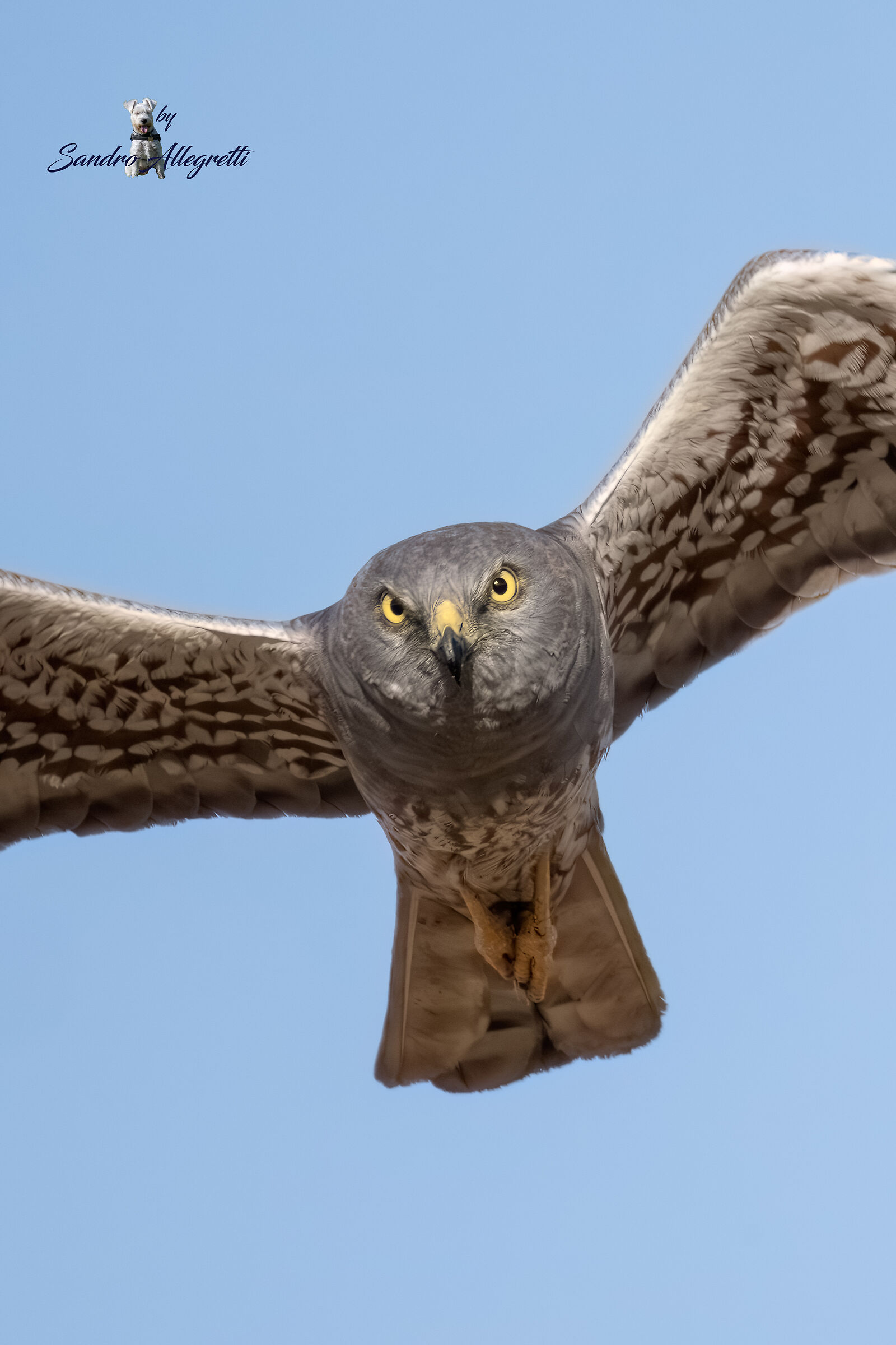 L'albanella minore (Circus pygargus)
