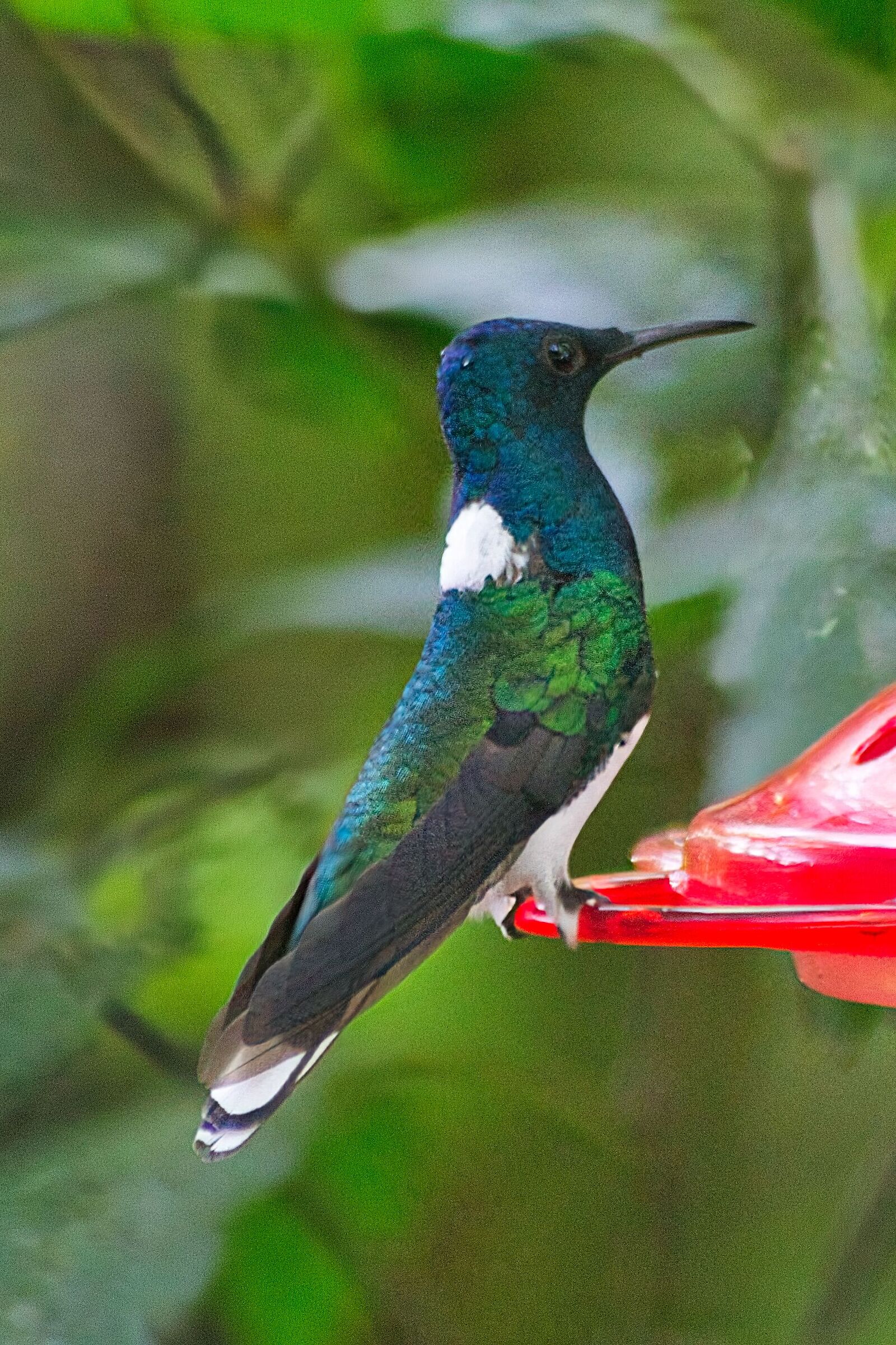 Jacobin de cuello blanco