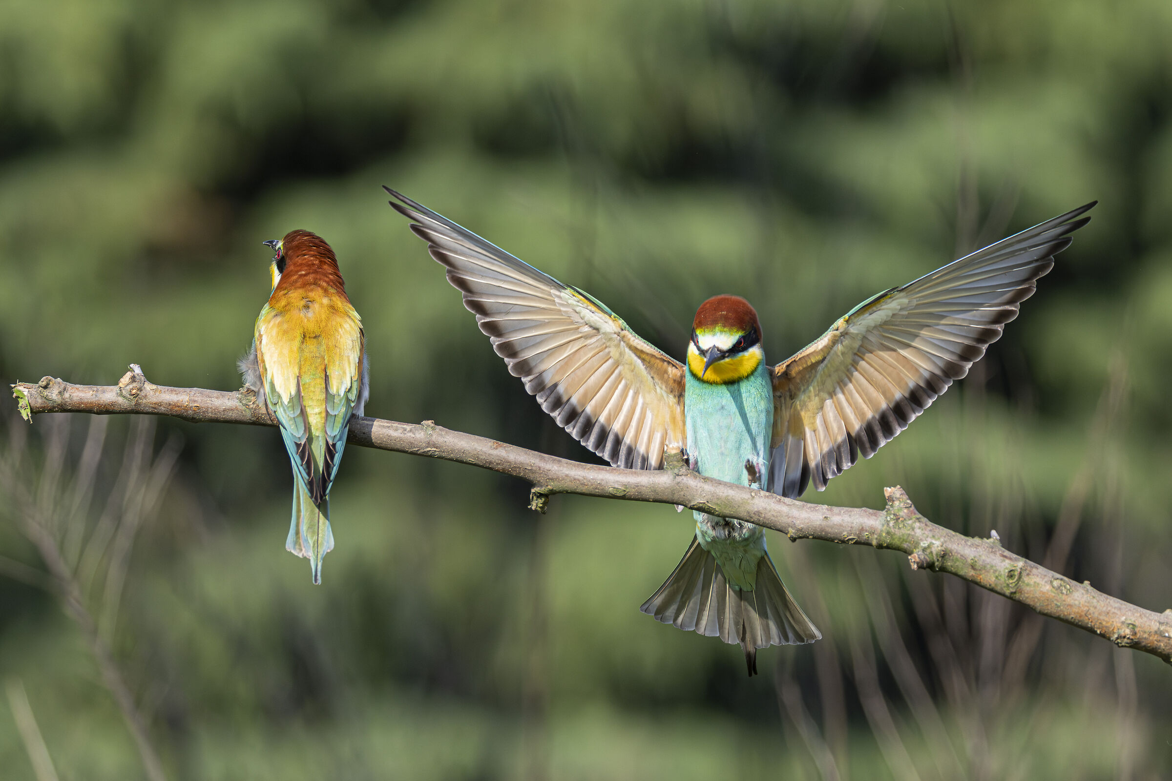 Bee-eaters
