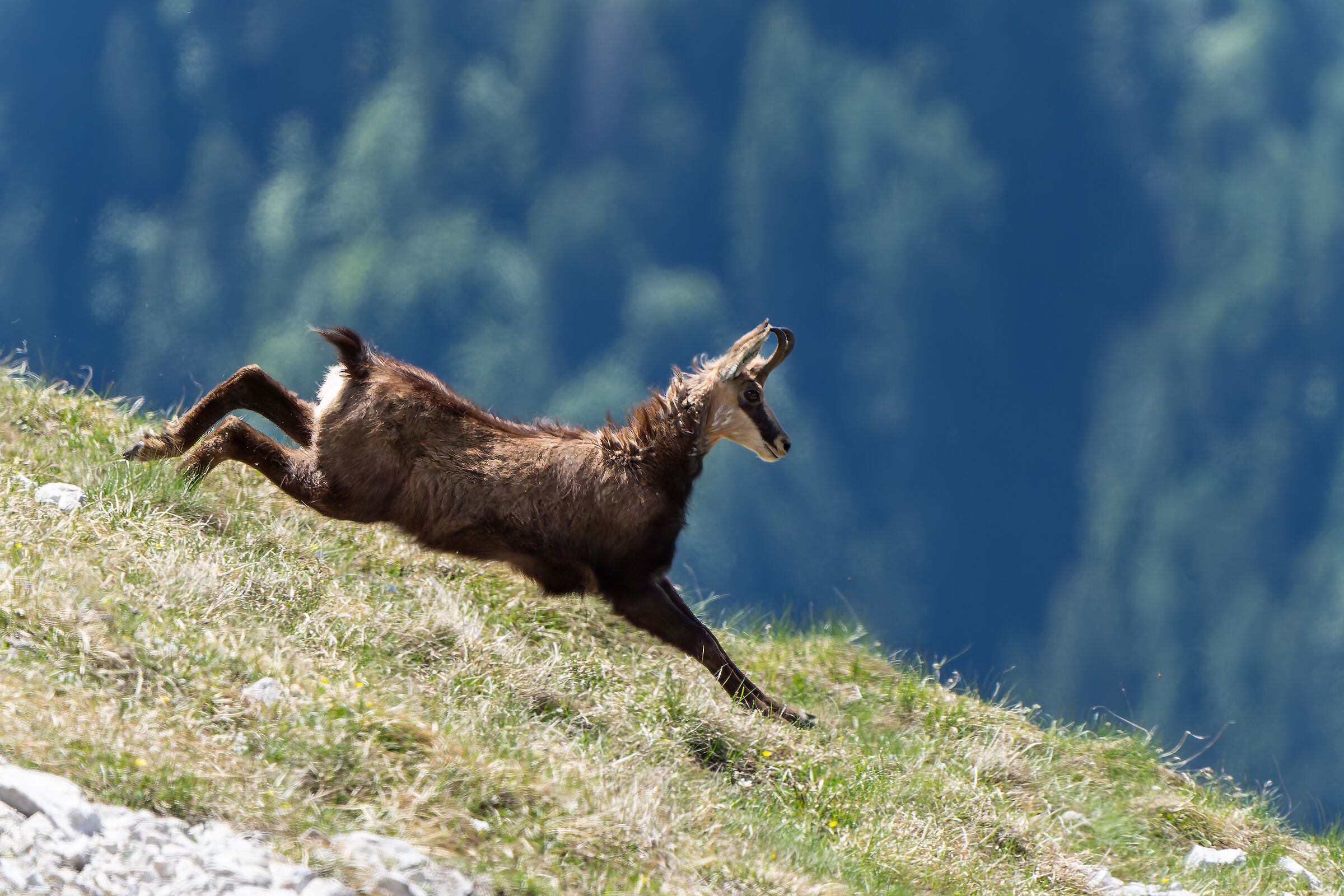 Camoscio in corsa