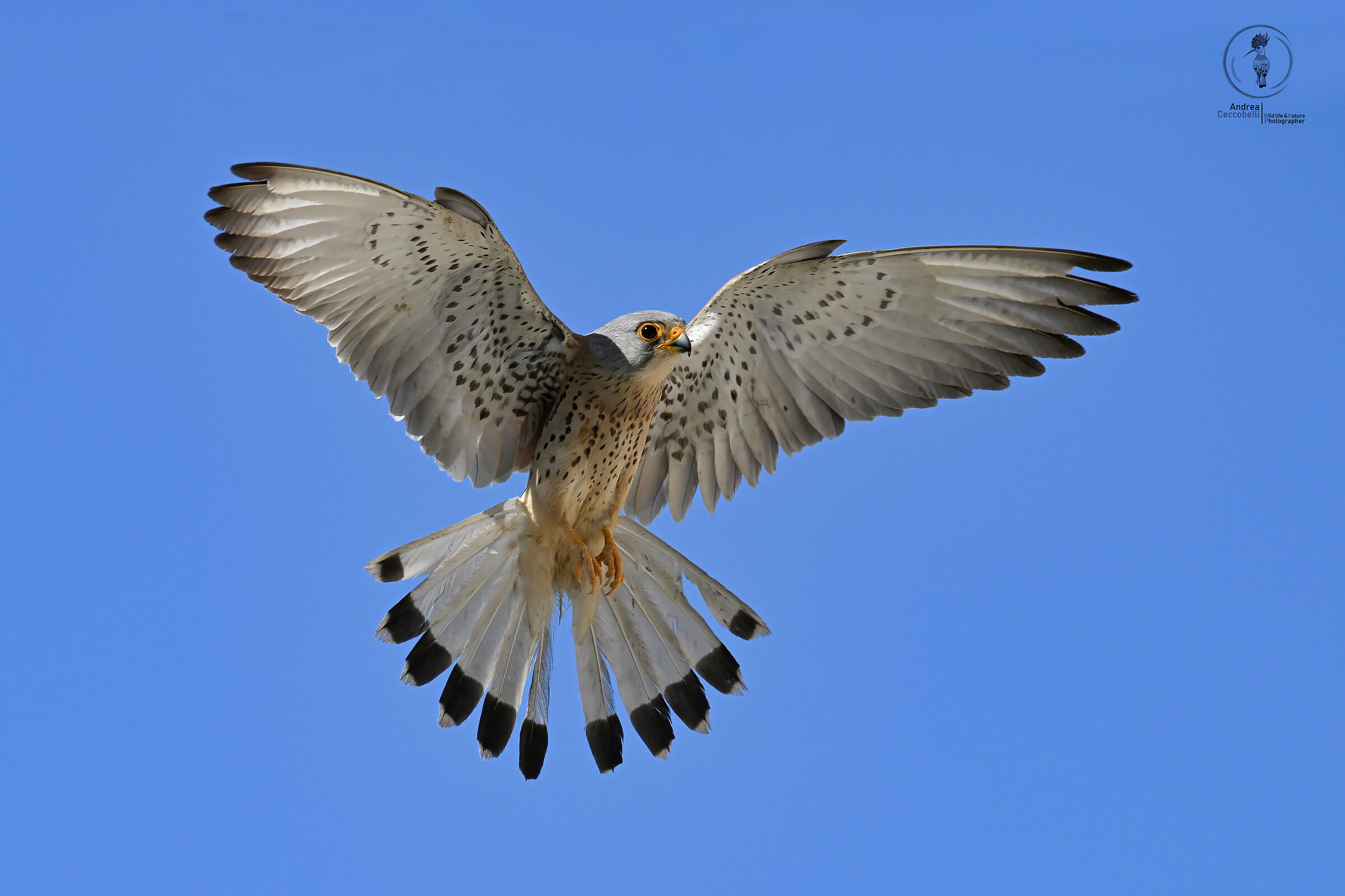 Grillai (m) - Falco naumanni