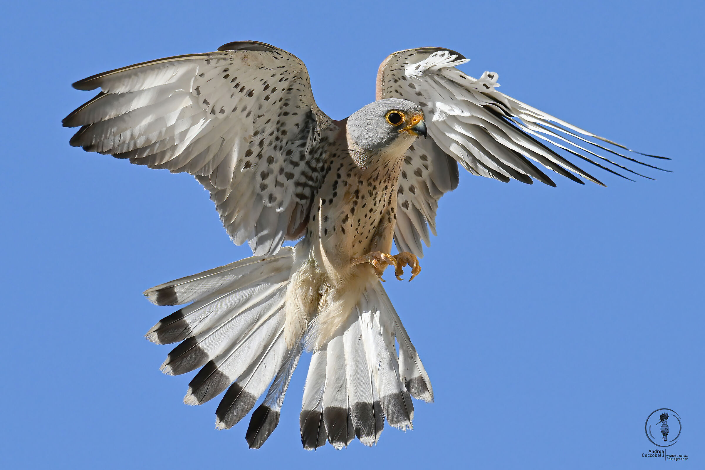 Grillai (m) - Falco naumanni