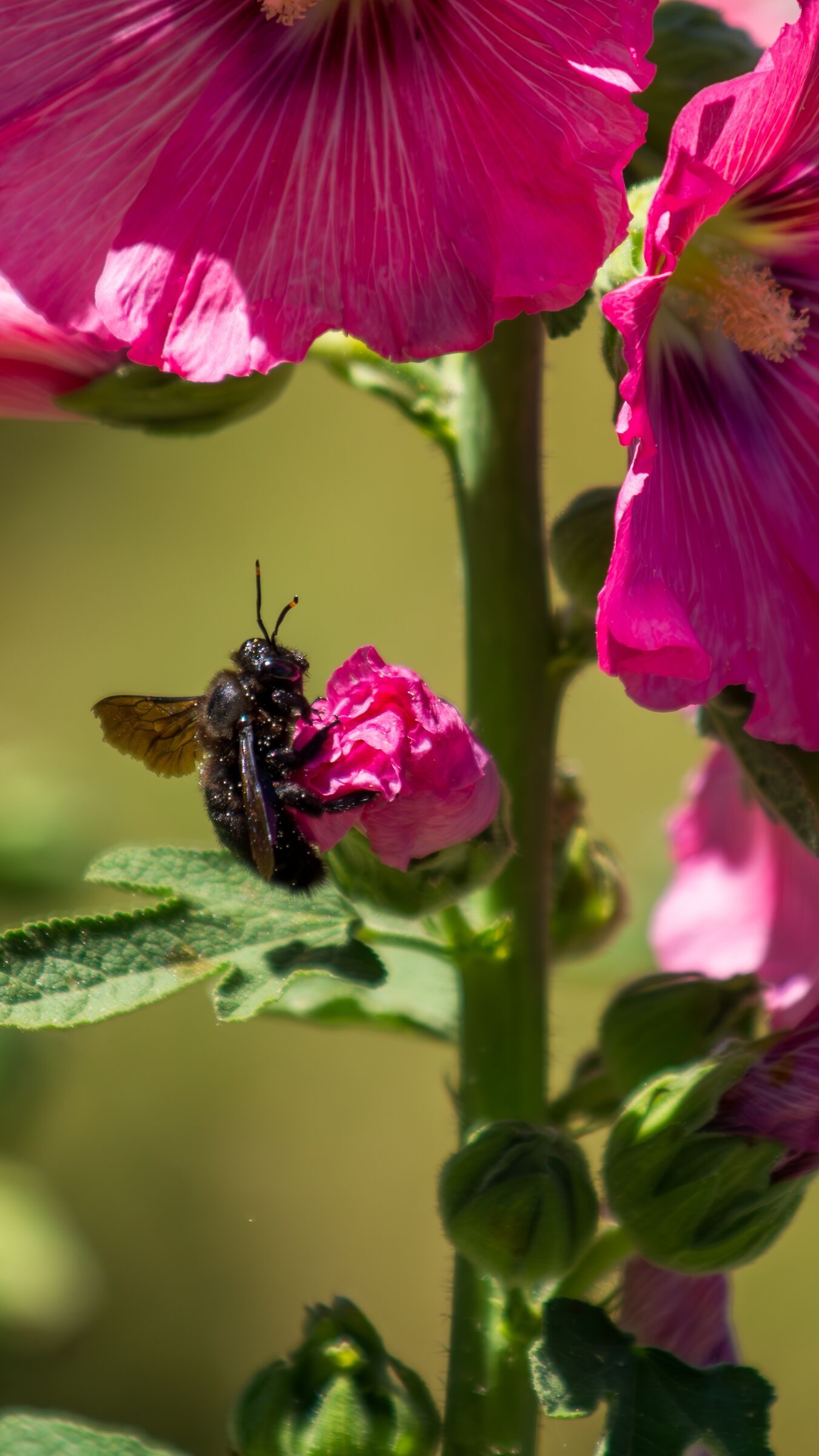 Calabrone su "malvone"