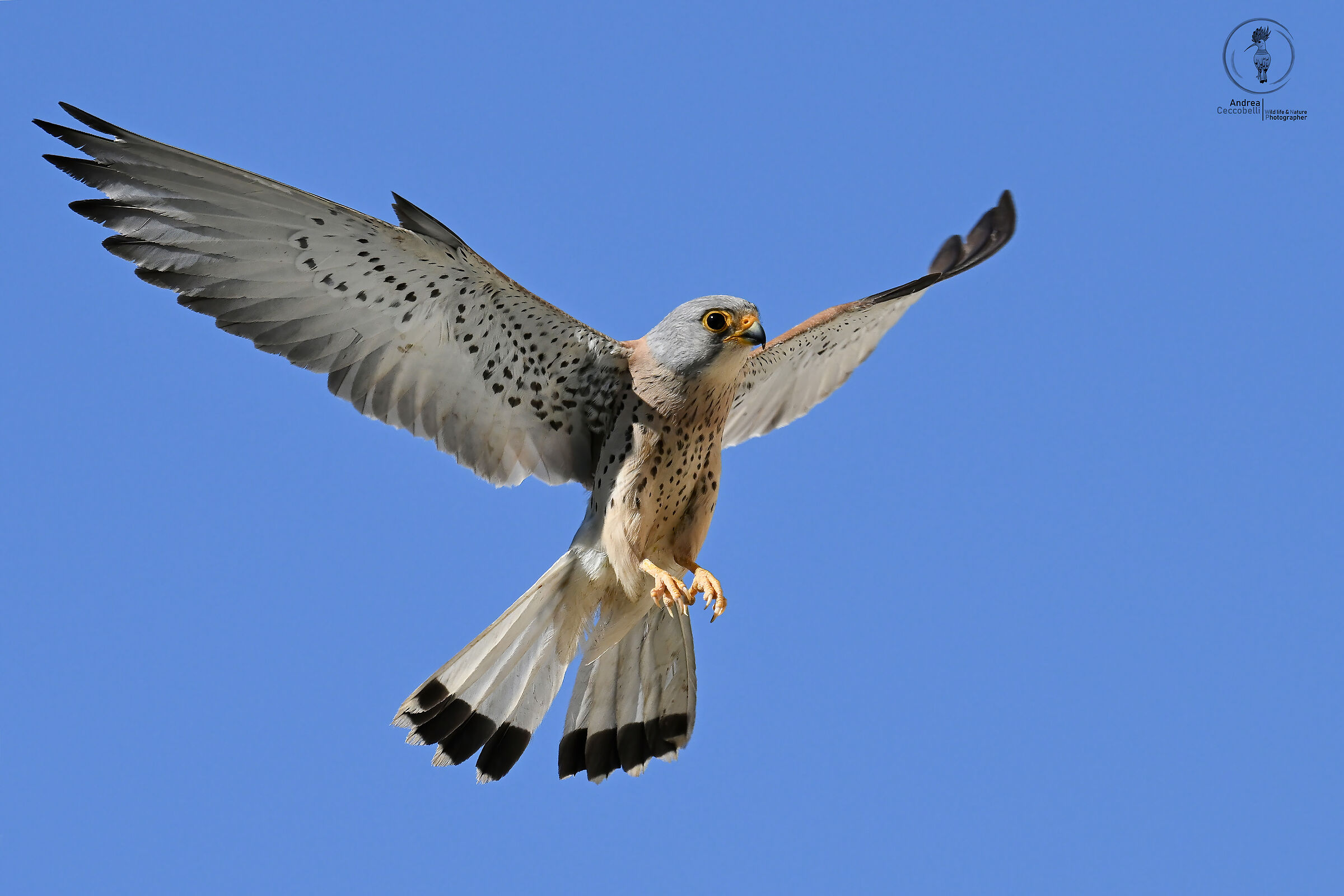 Grillai (m) - Falco naumanni