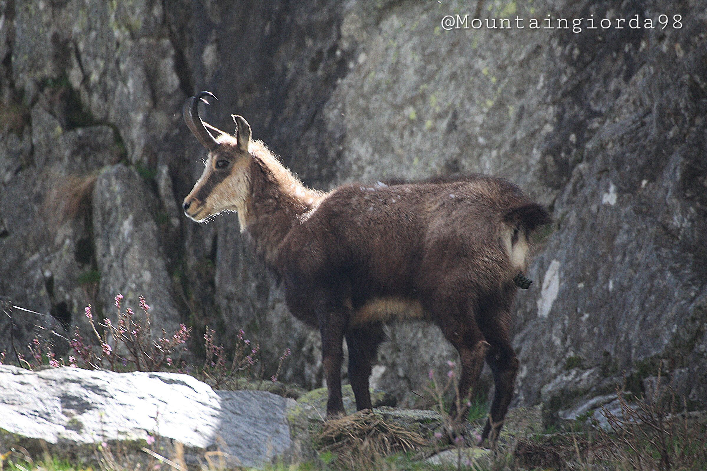Camoscio Beccato A far Bisogni
