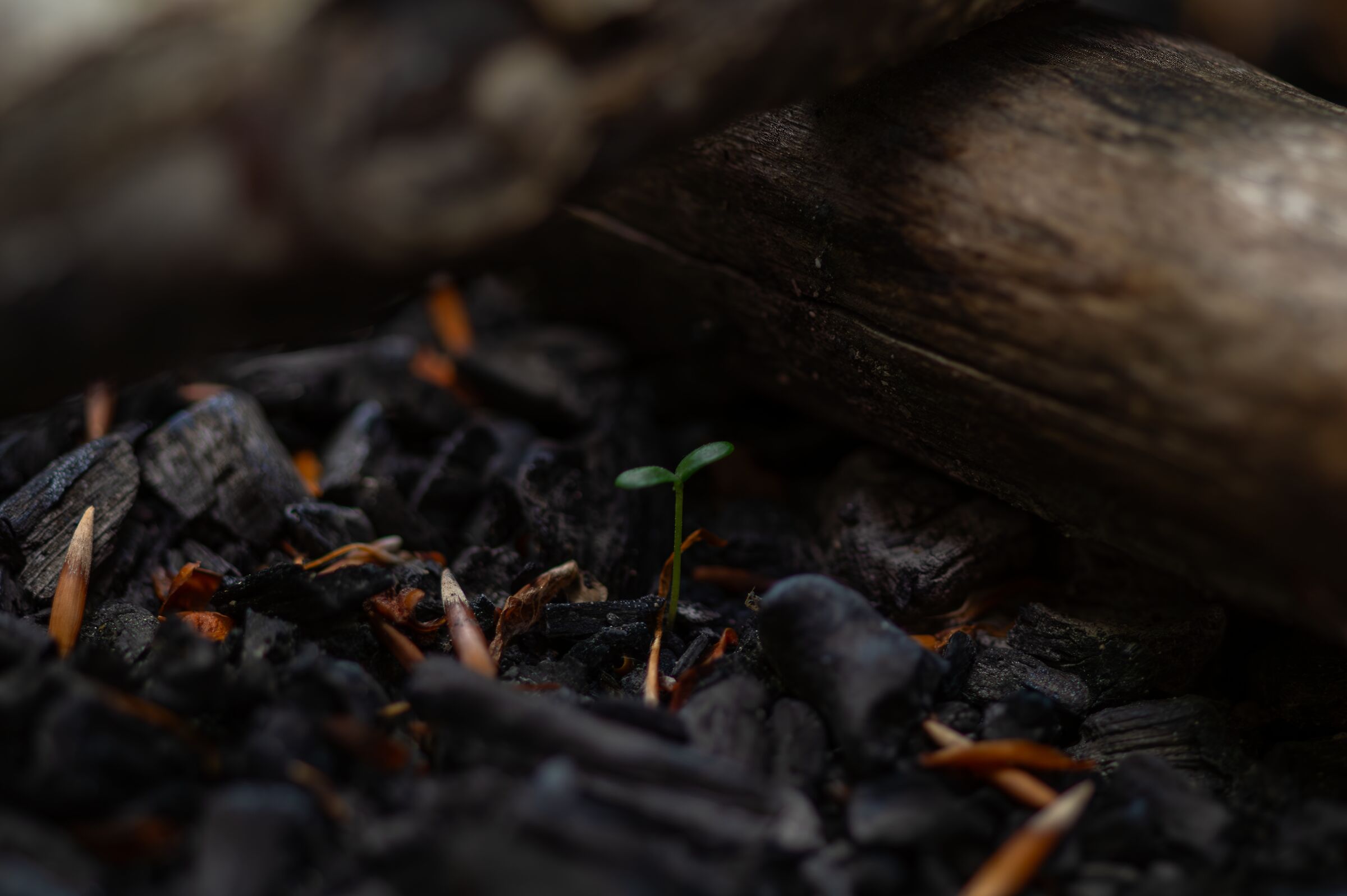 germoglio nel carbone