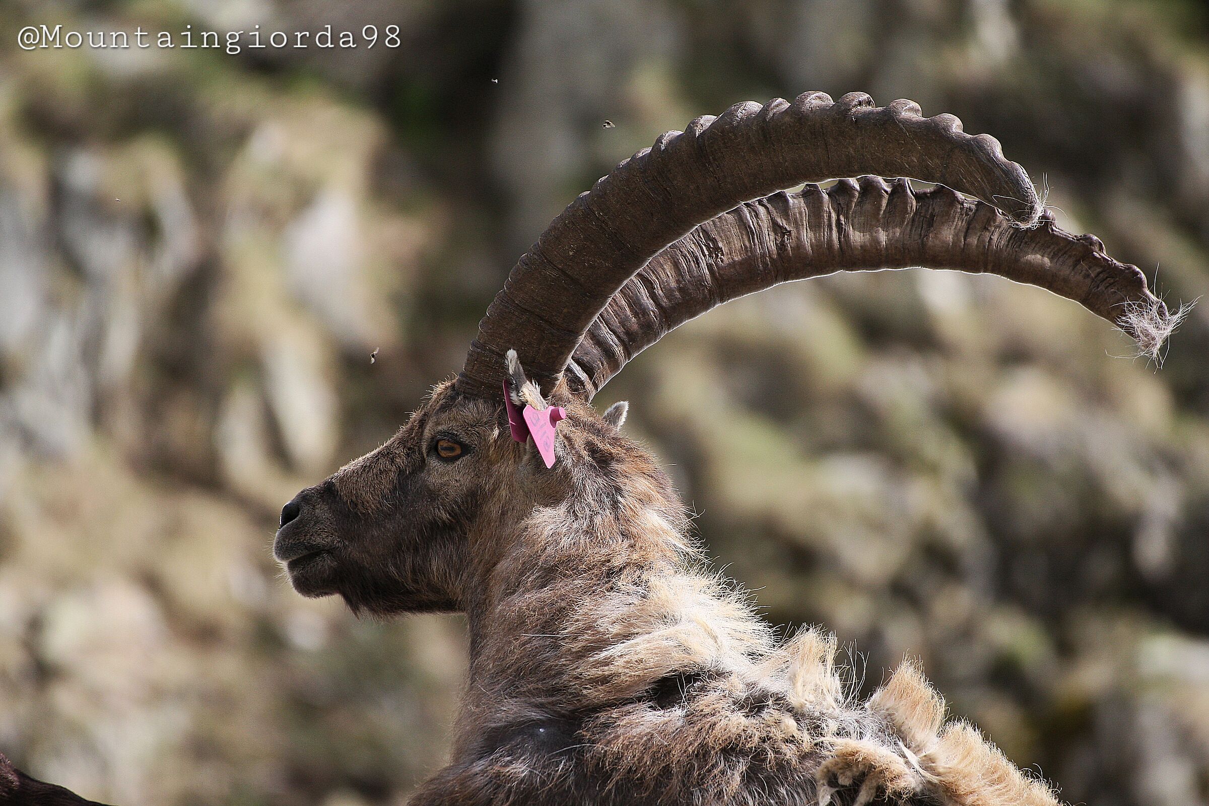 Ibex