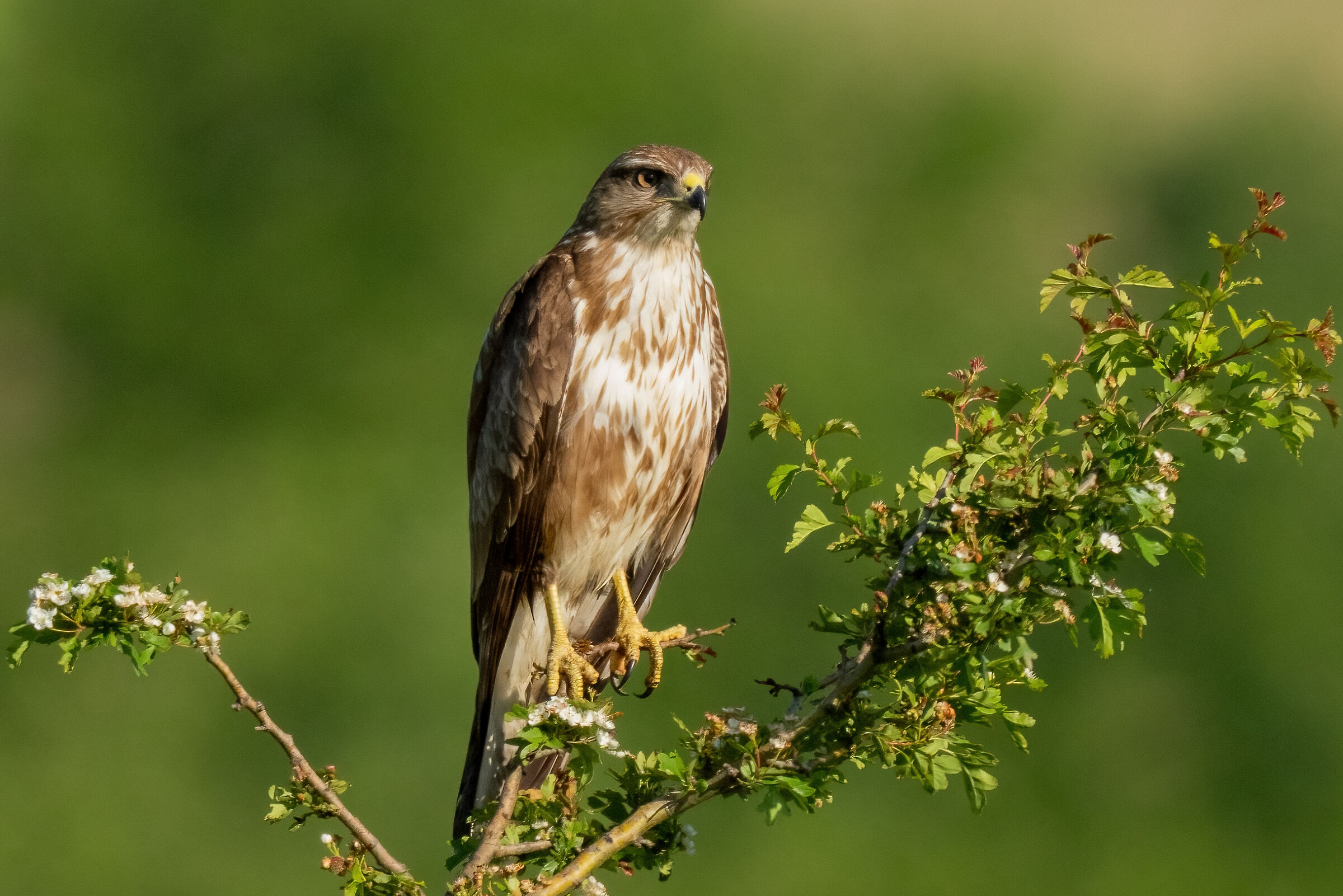 Poiana (Buteo buteo)