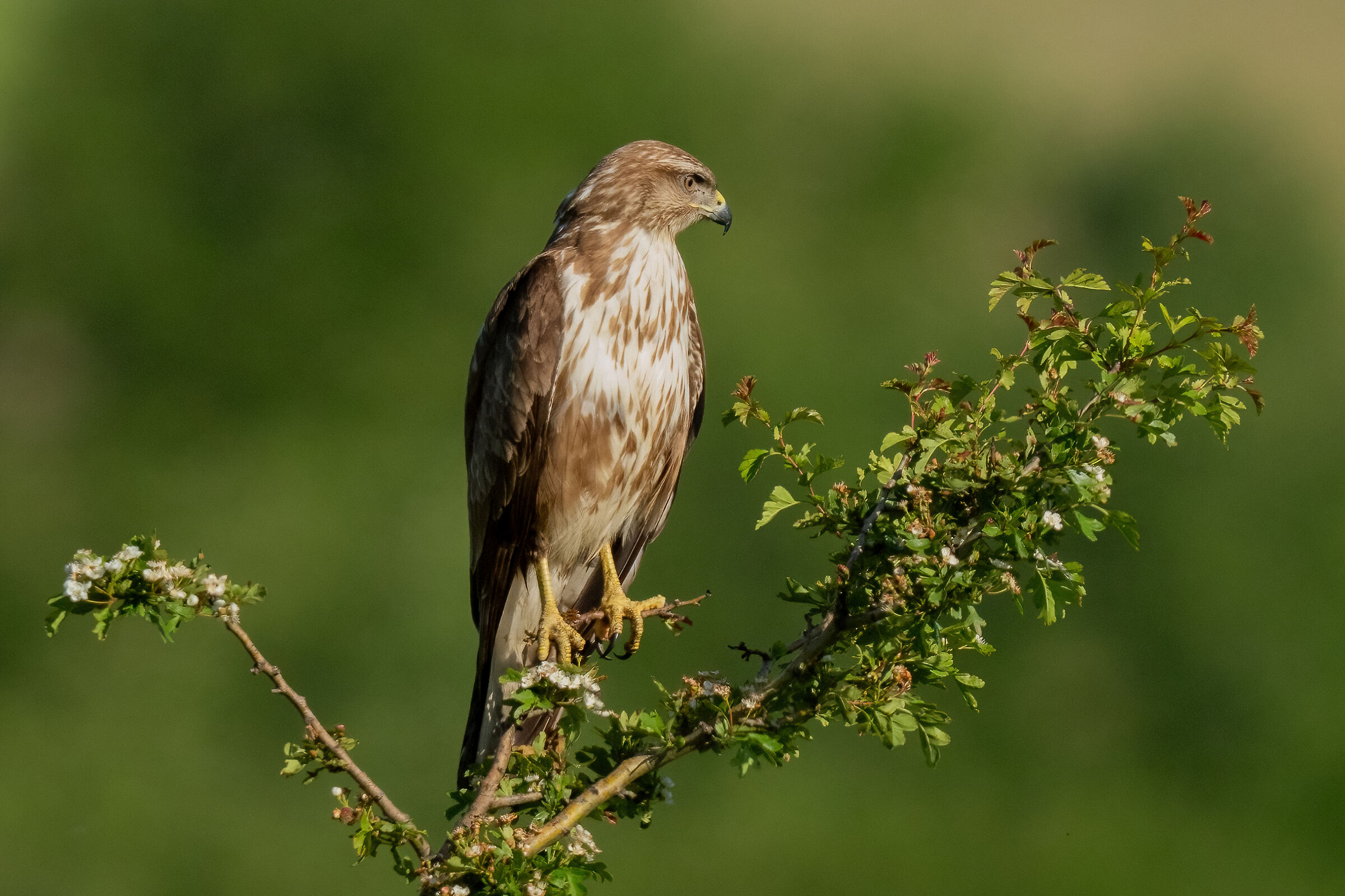 Poiana (Buteo buteo)