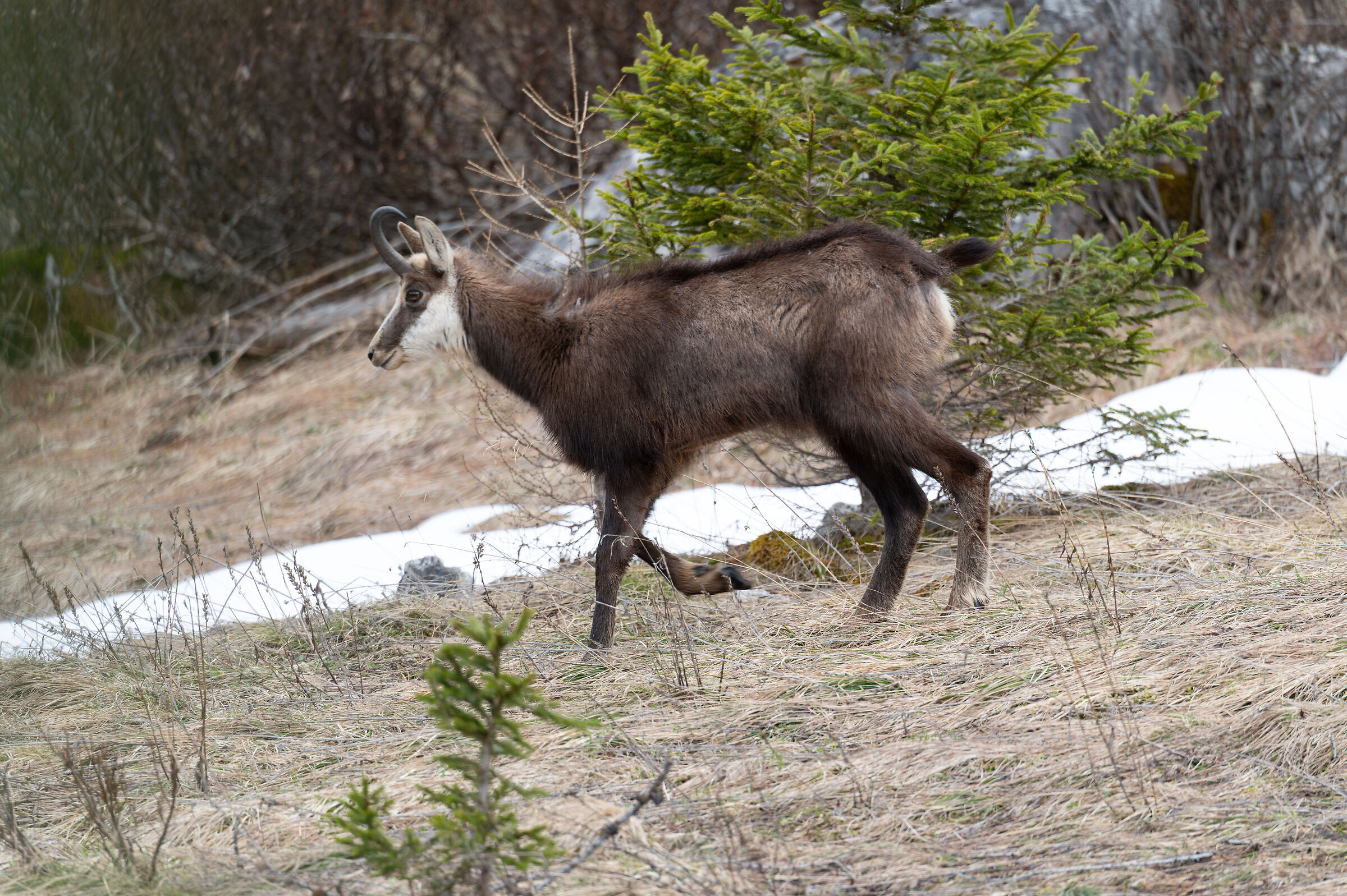 Camoscio maschio tra i fiori e la neve .