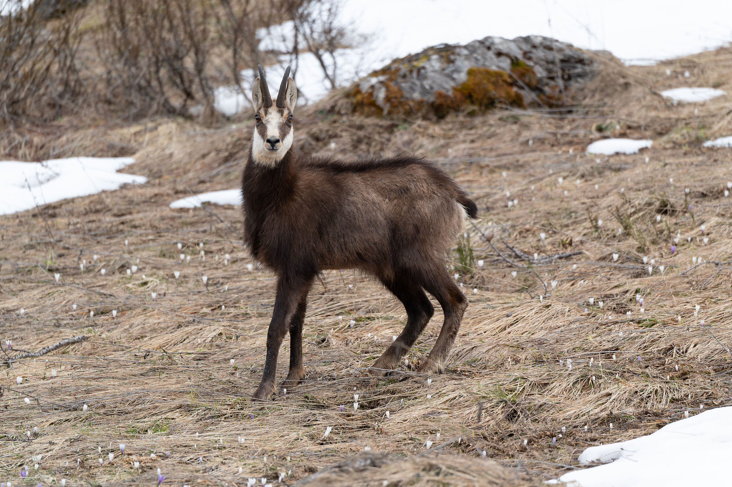 Male chamois among flowers and snow.
