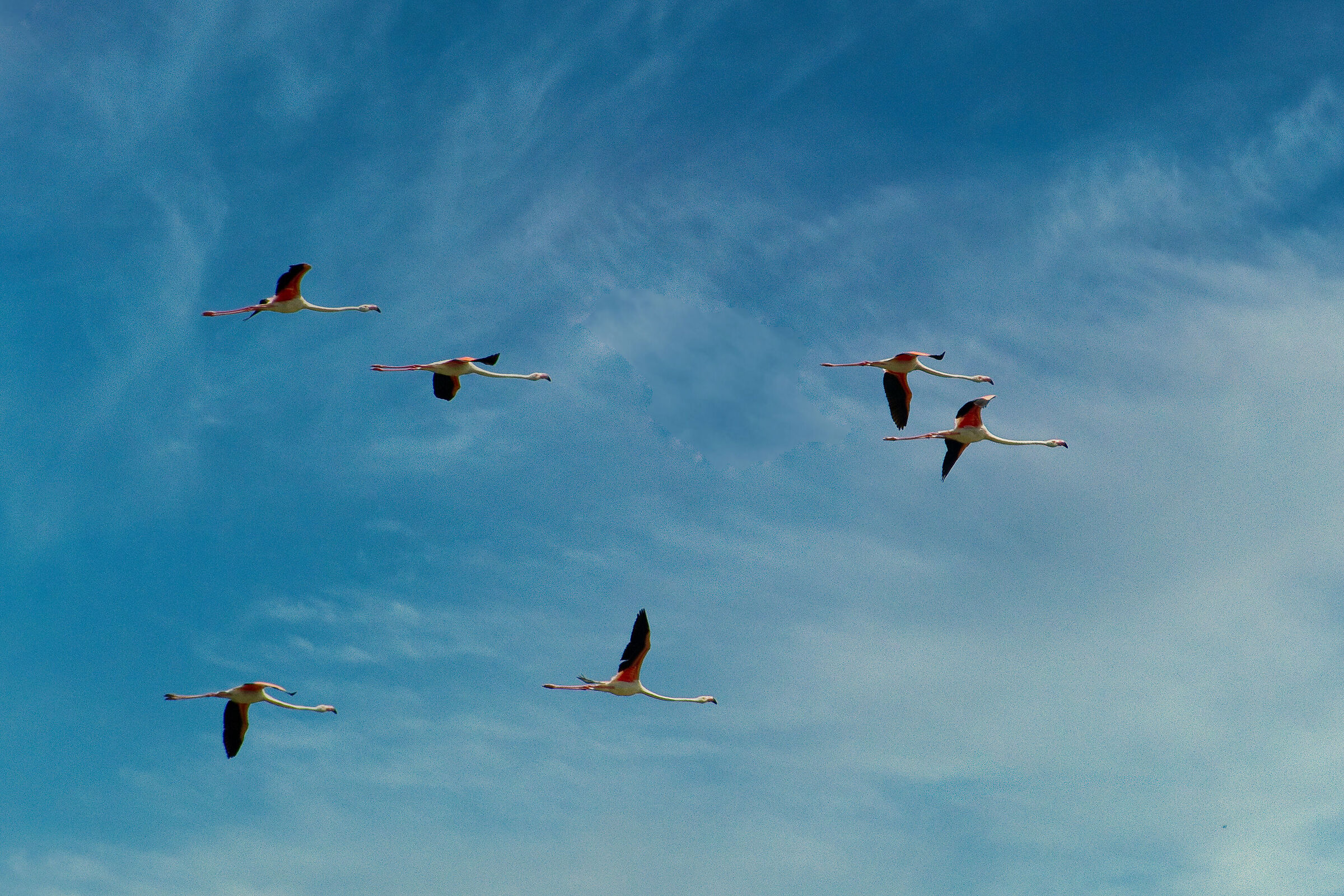 In the Comacchio Valleys