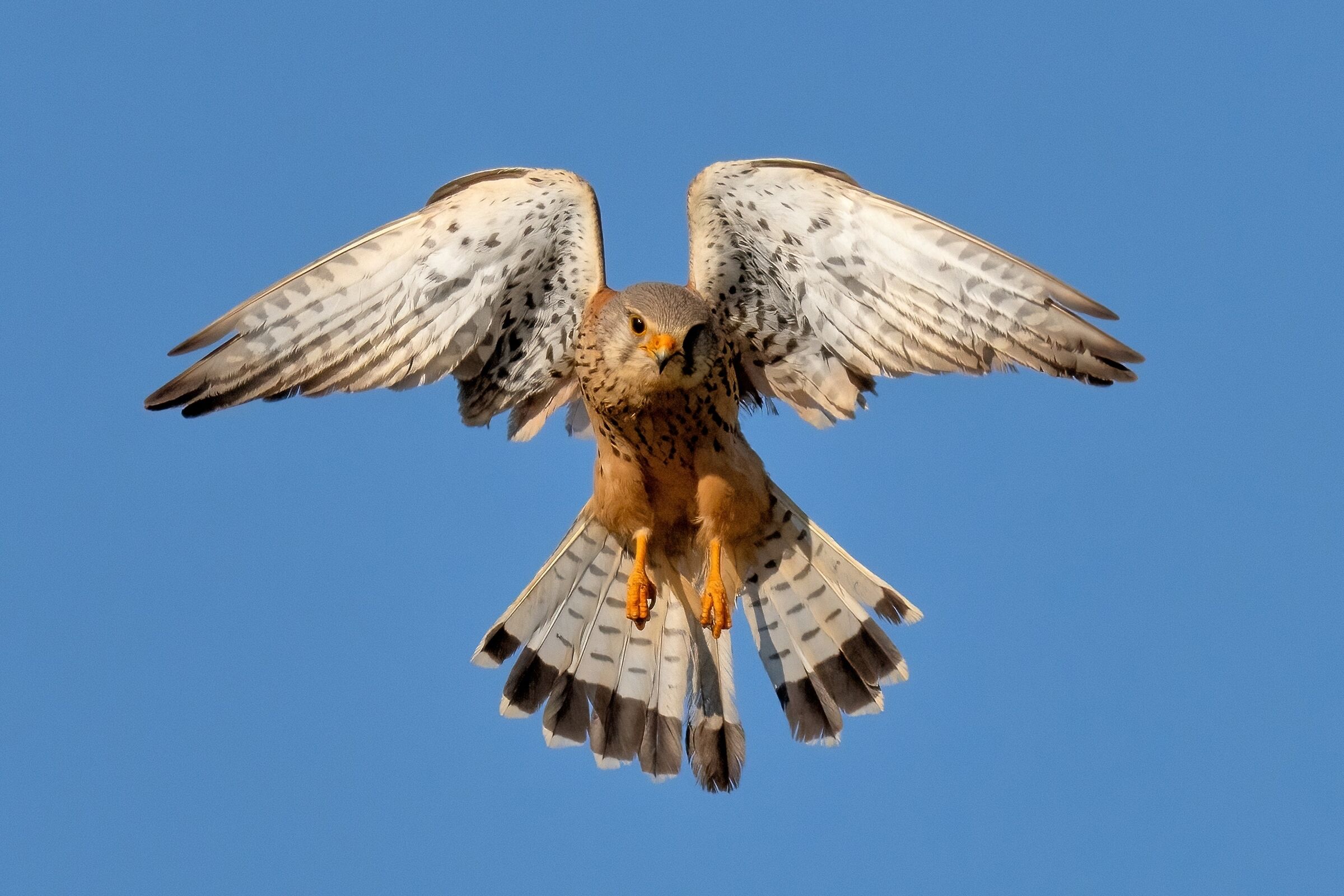 Gheppio (Falco tinnunculus)