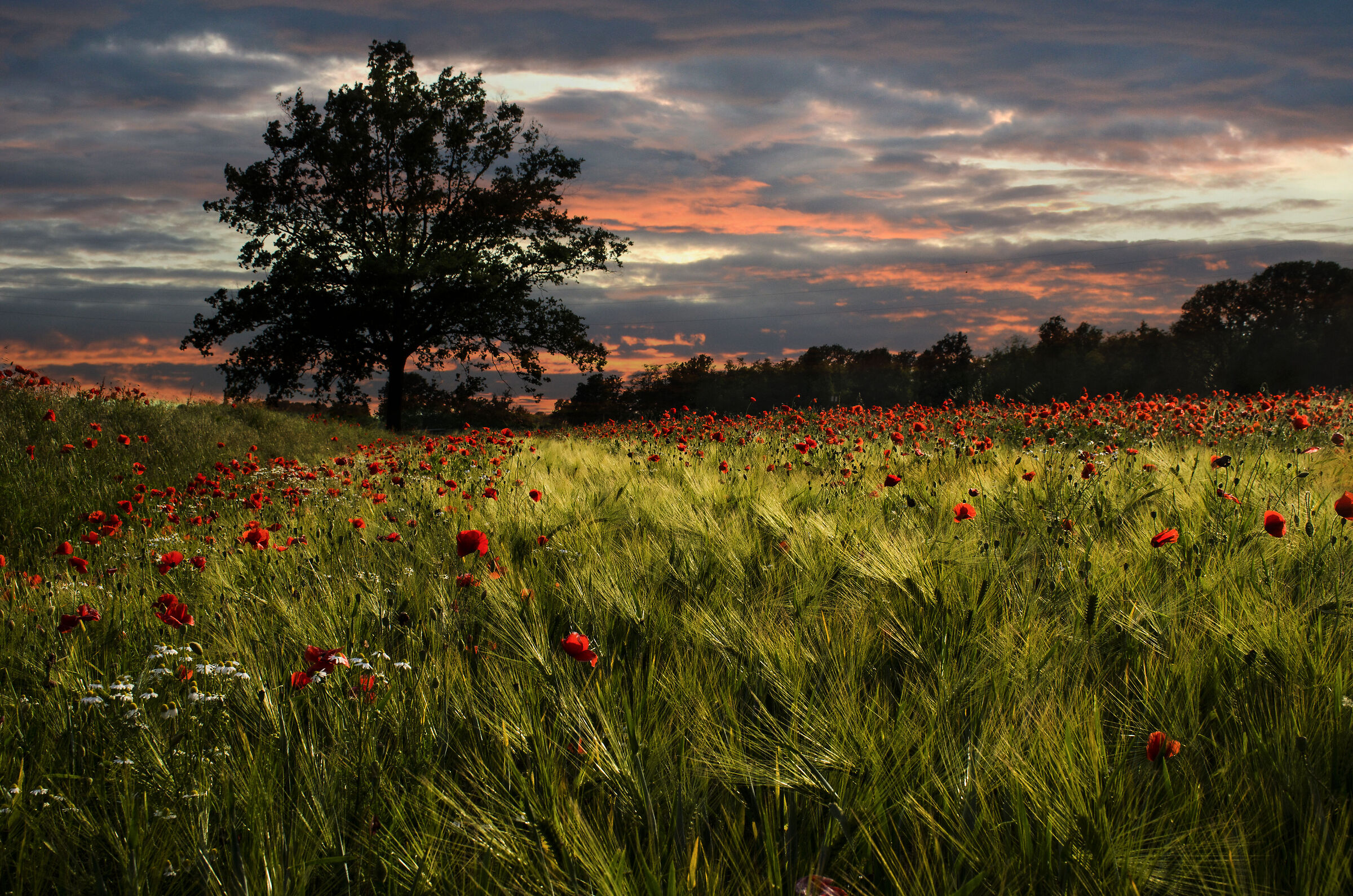 Campo di papaveri al tramonto