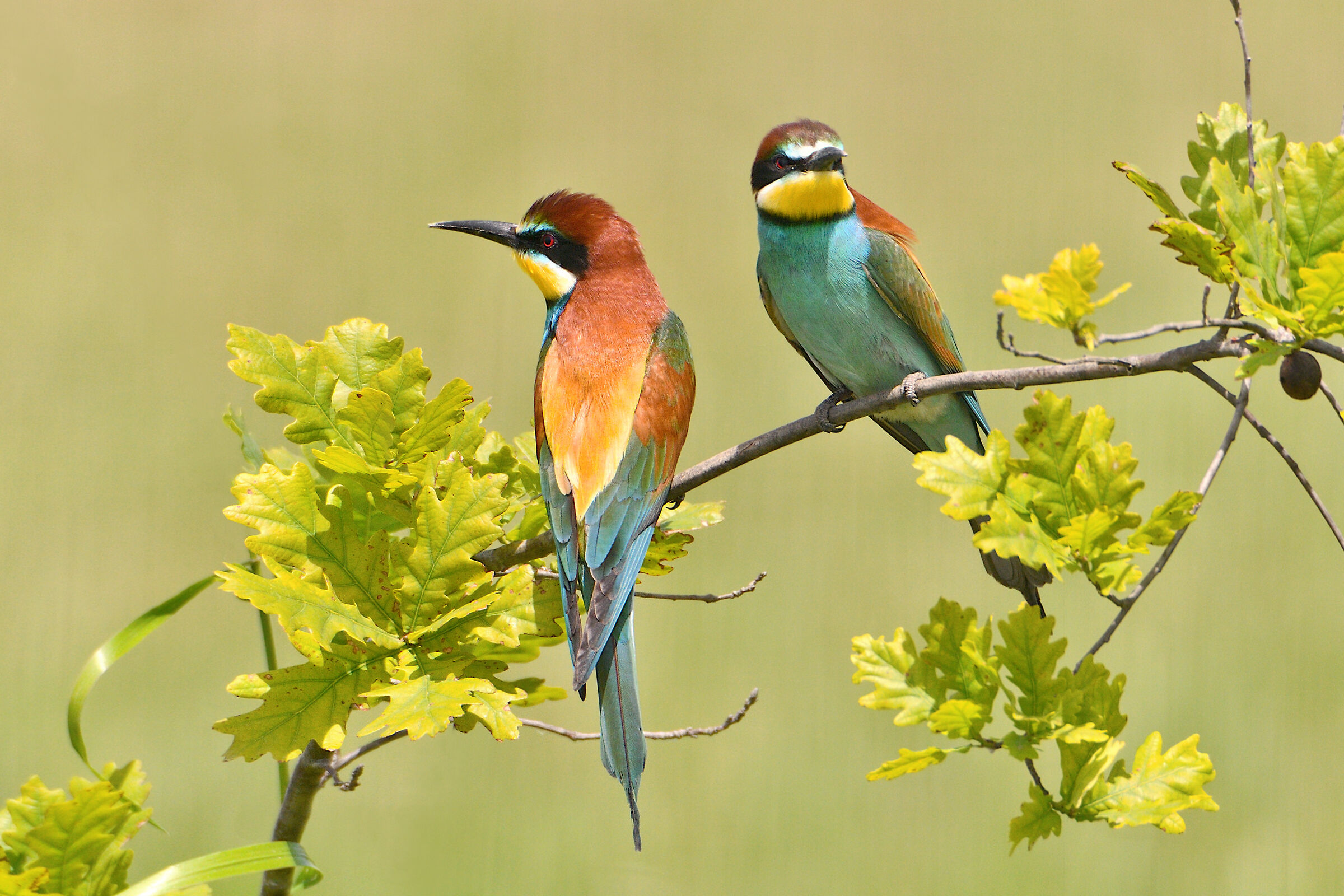 Bee-eaters