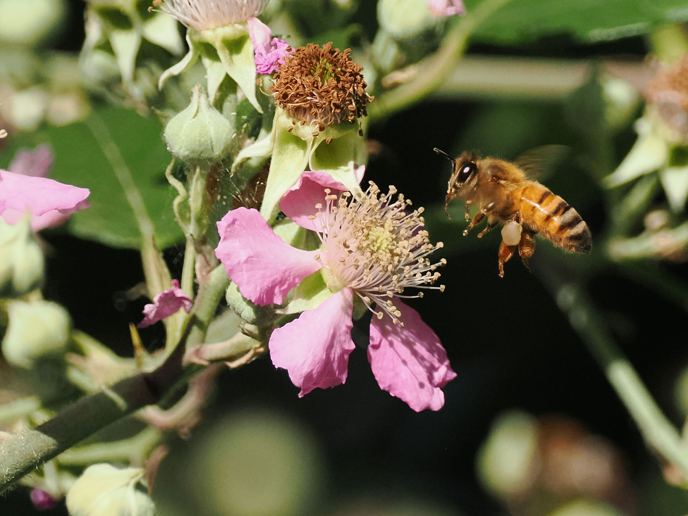 Bee on flower