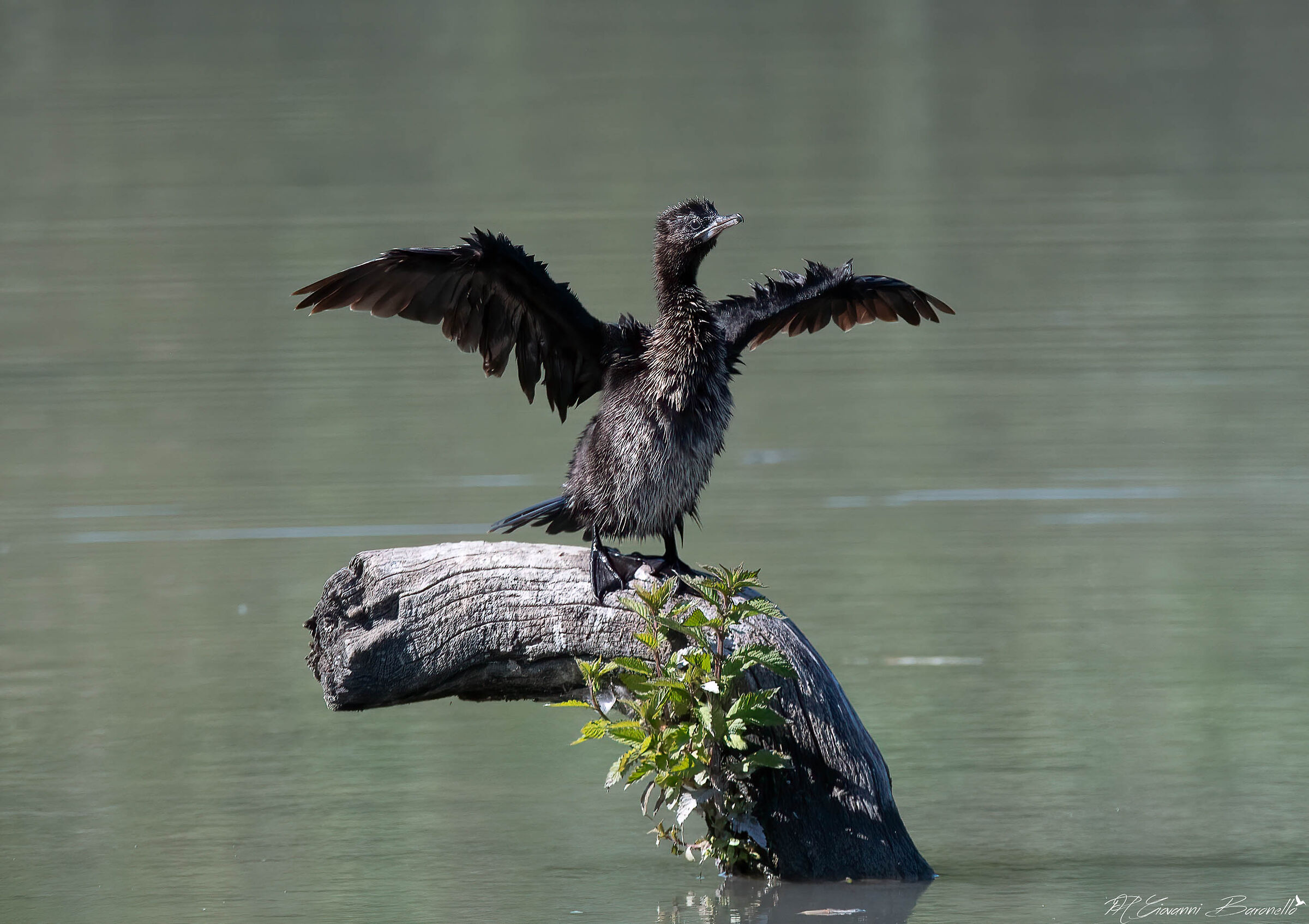 Cormorant