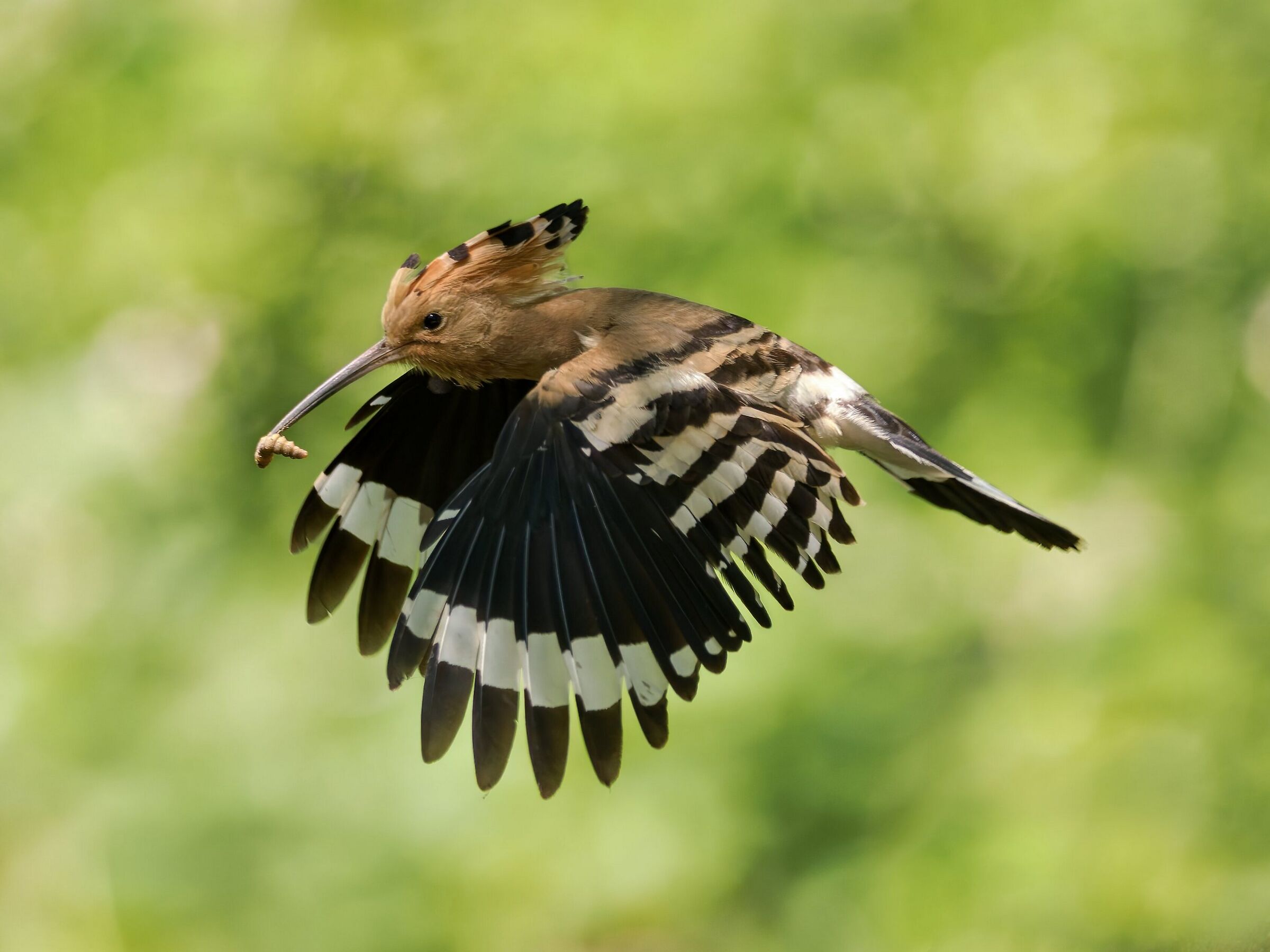 Hoopoe