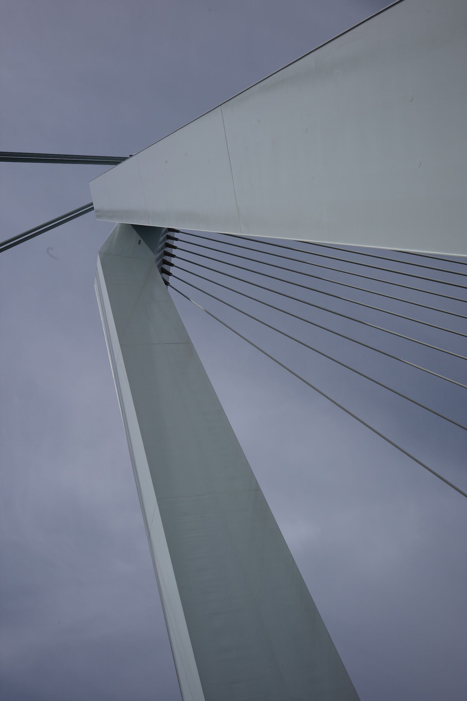 Between Erasmus' legs