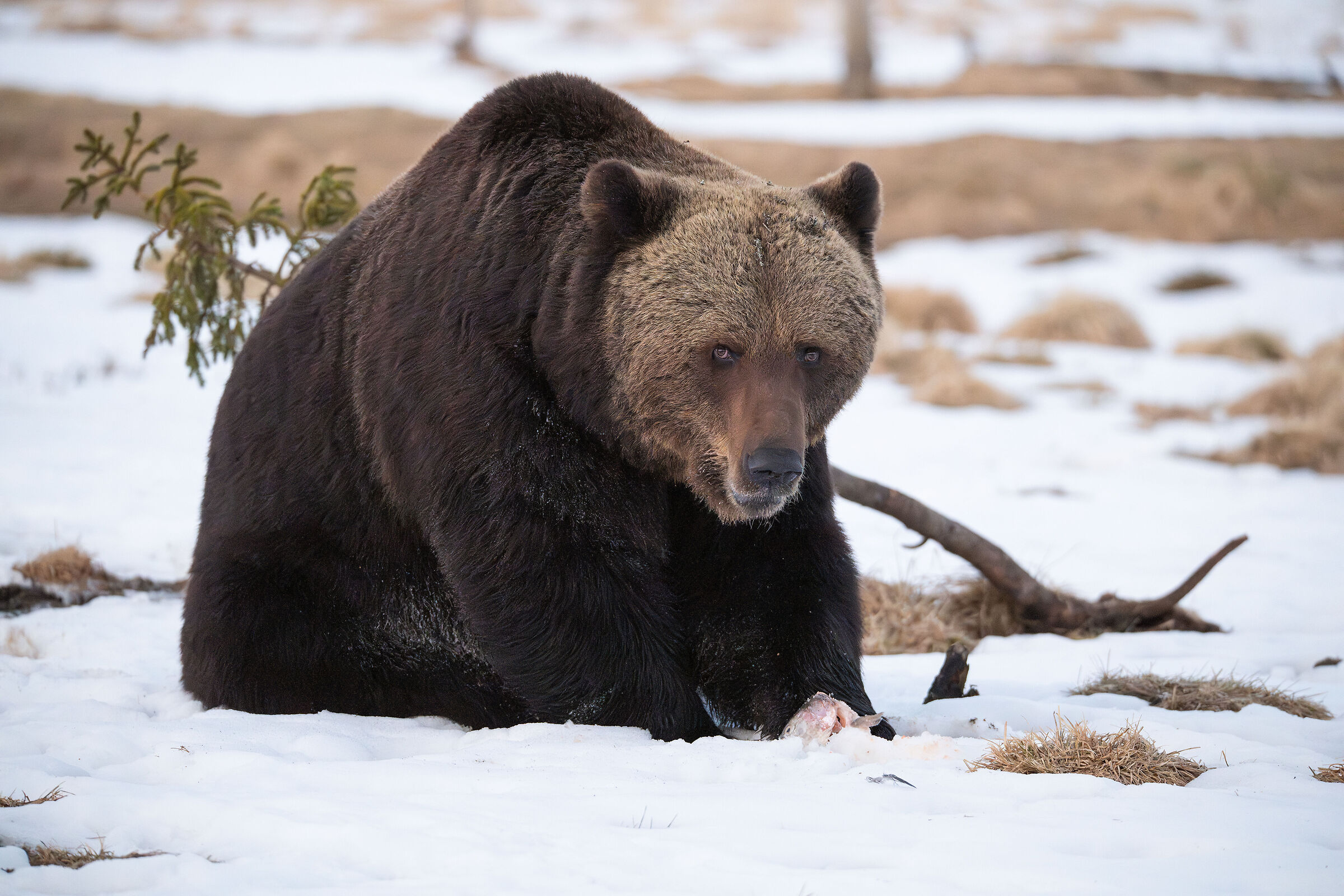 Adult male European brown bear