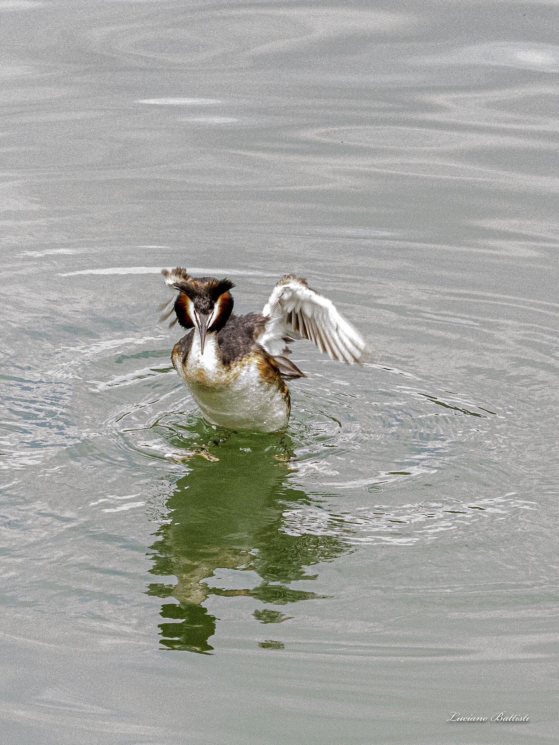 Grebes at Lake Idro (BS)
