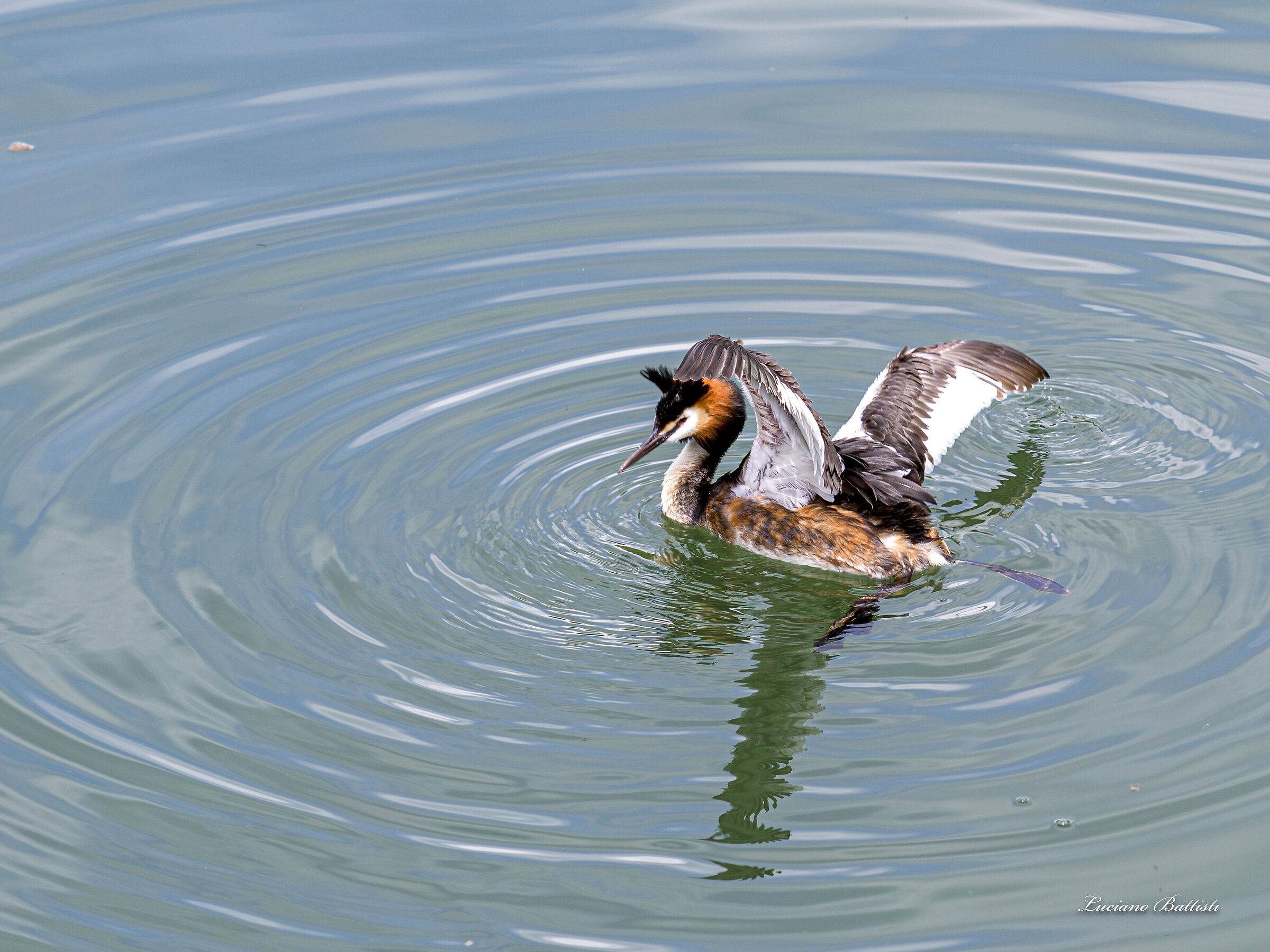 Grebe