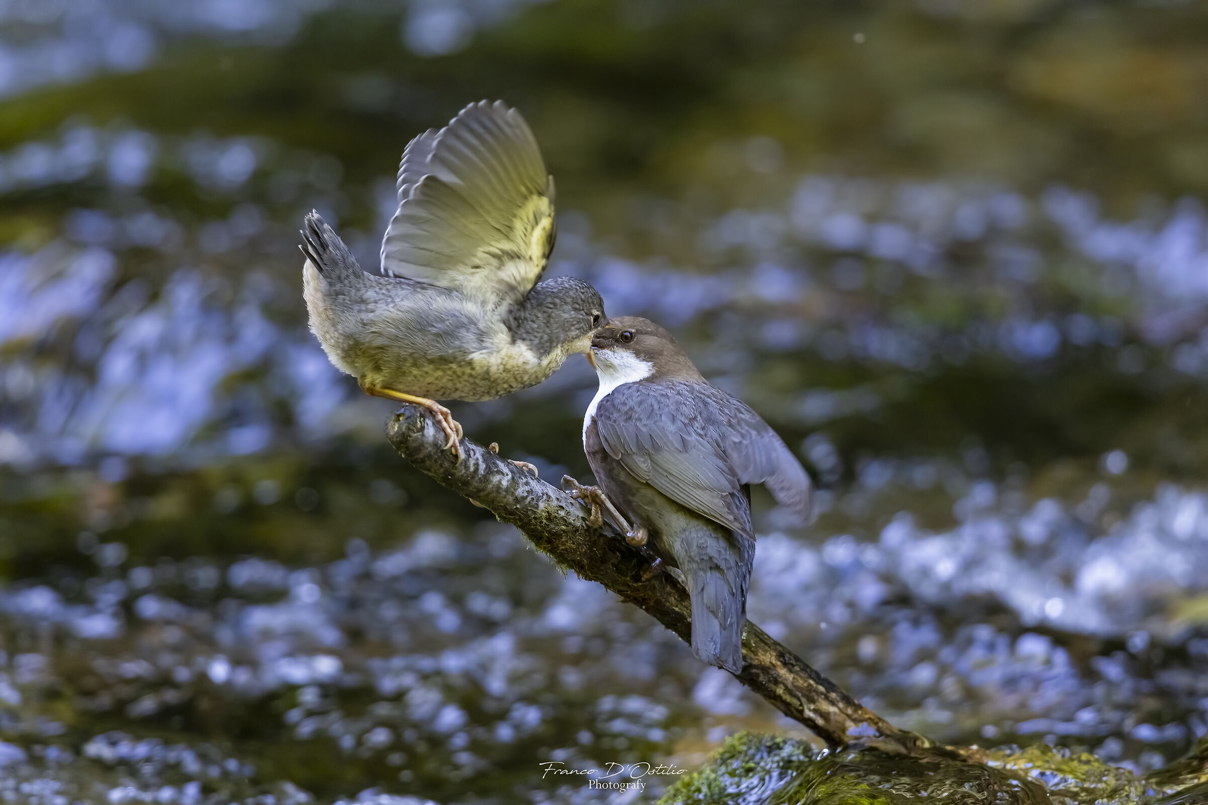 Feeding, dipper