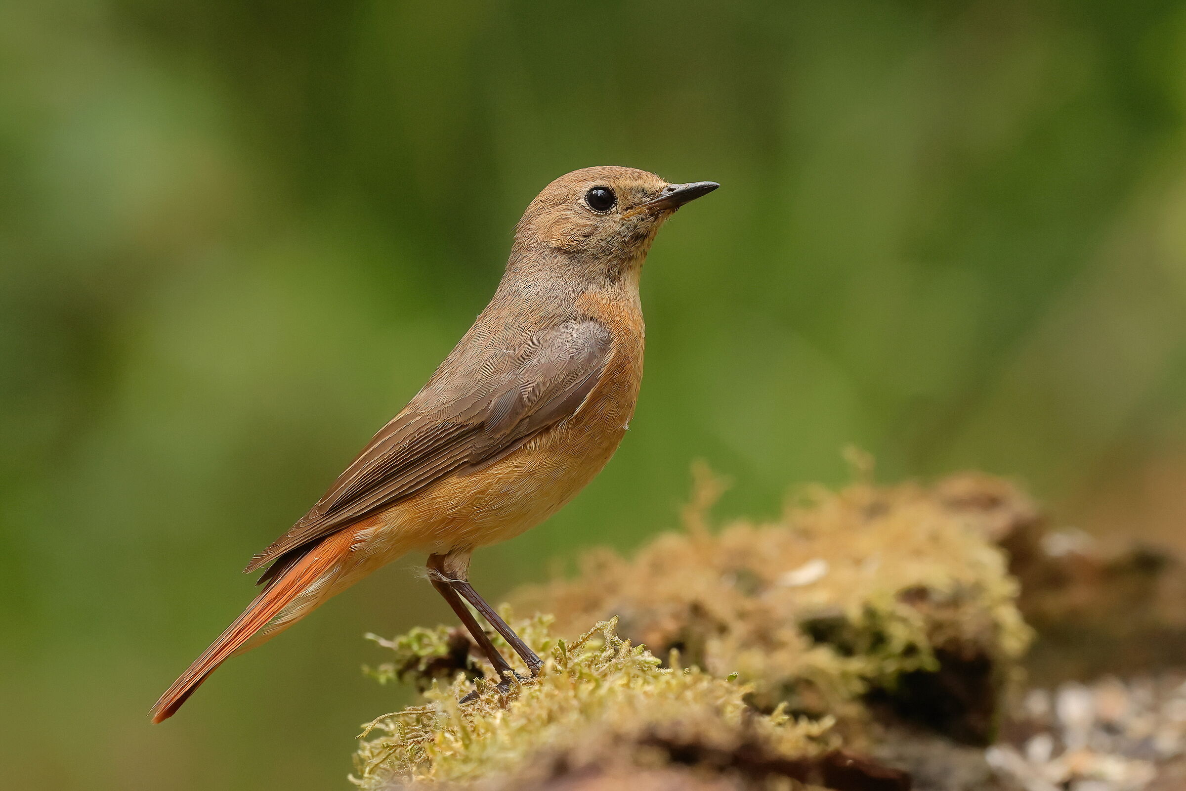 Redstart