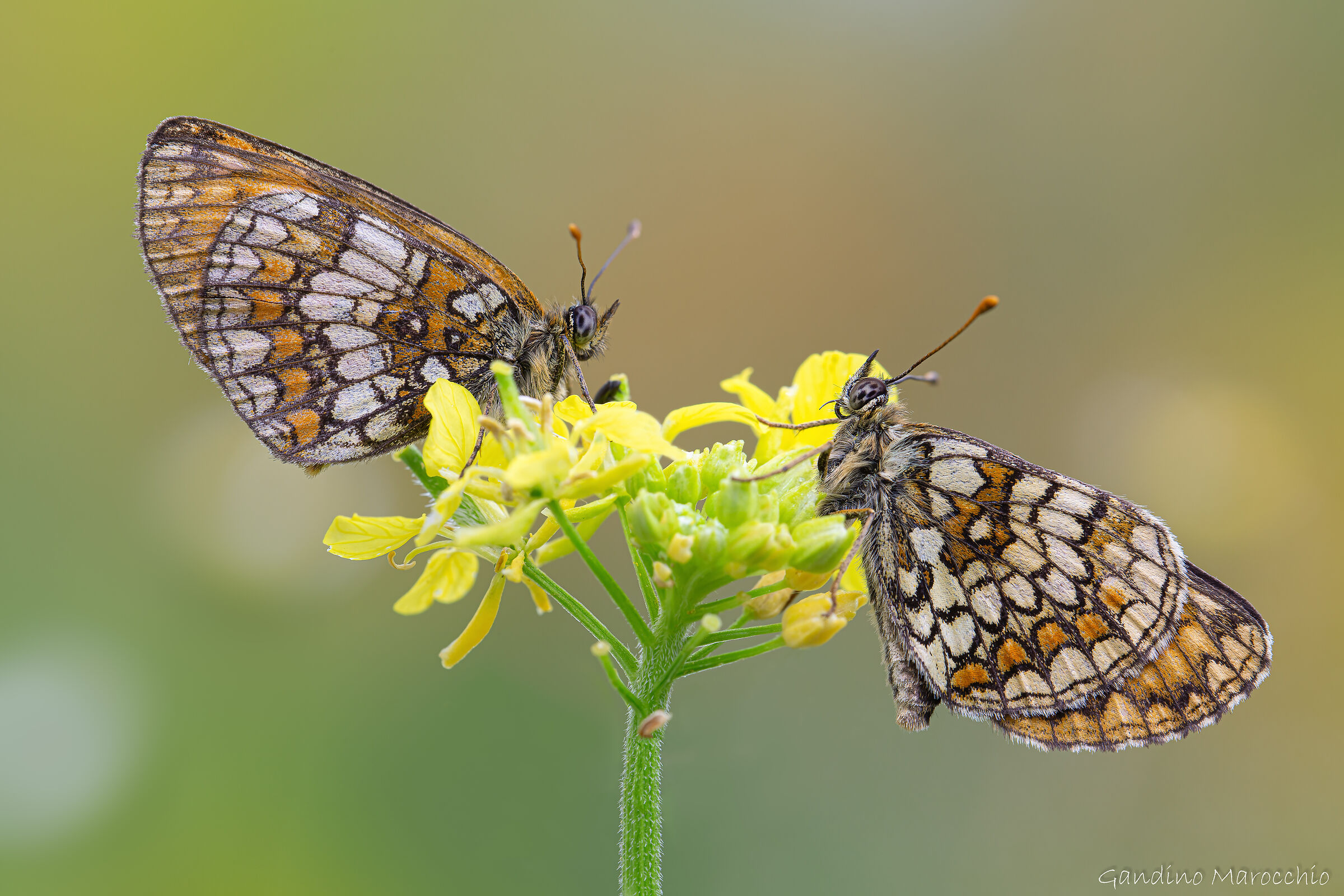 Melitaea Varia e Britomartis