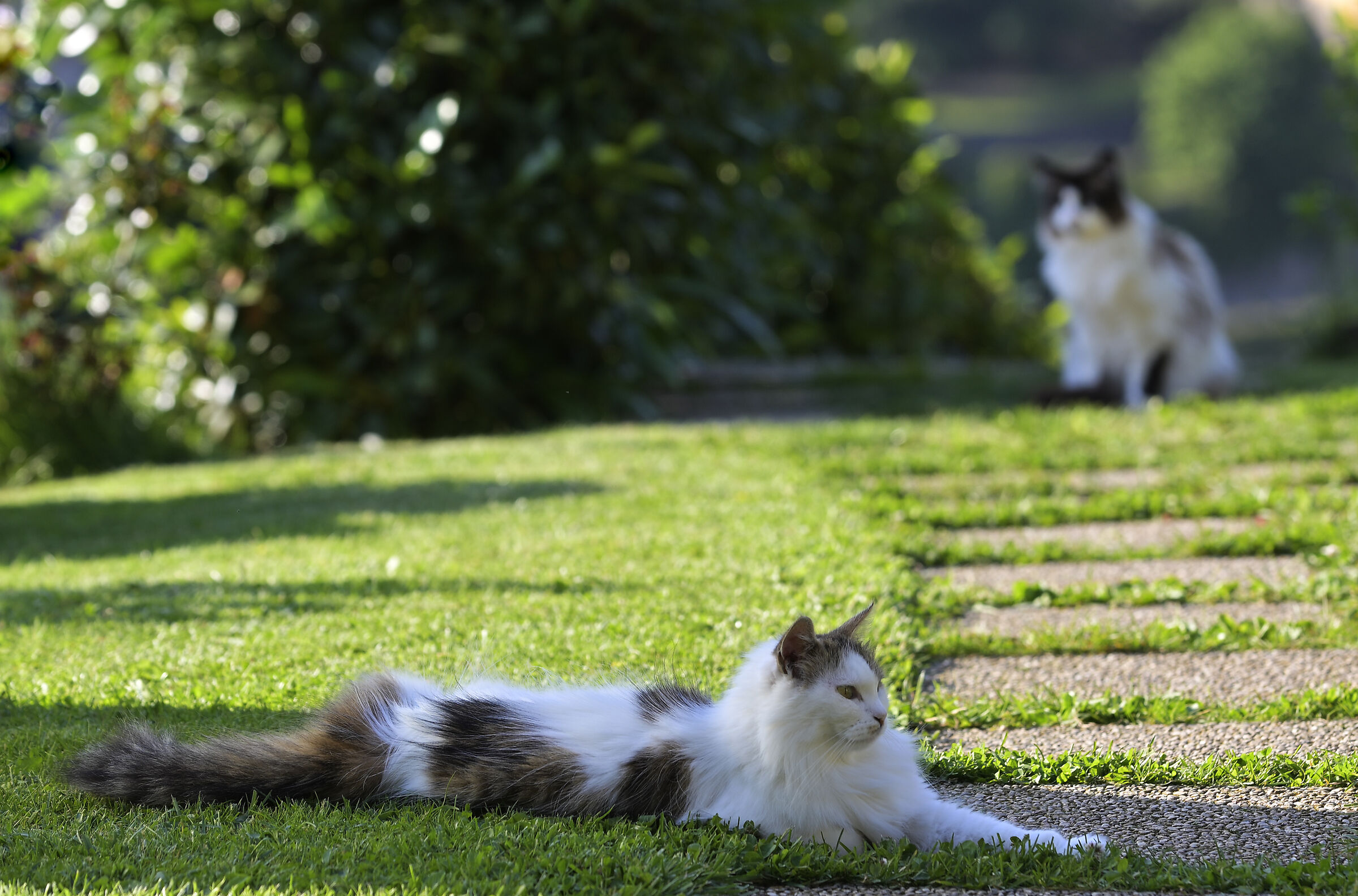 The tranquility of cats