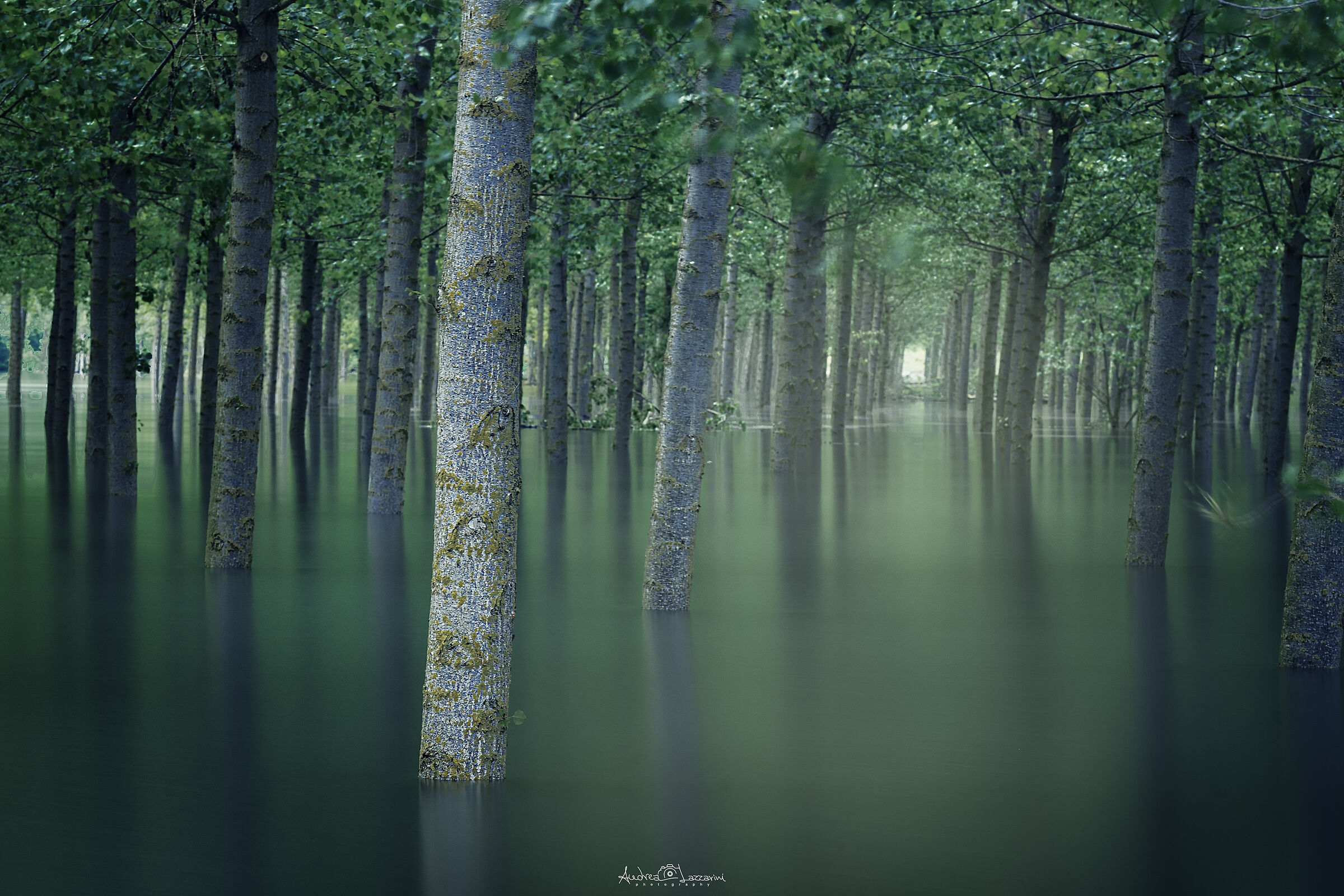 flood trees