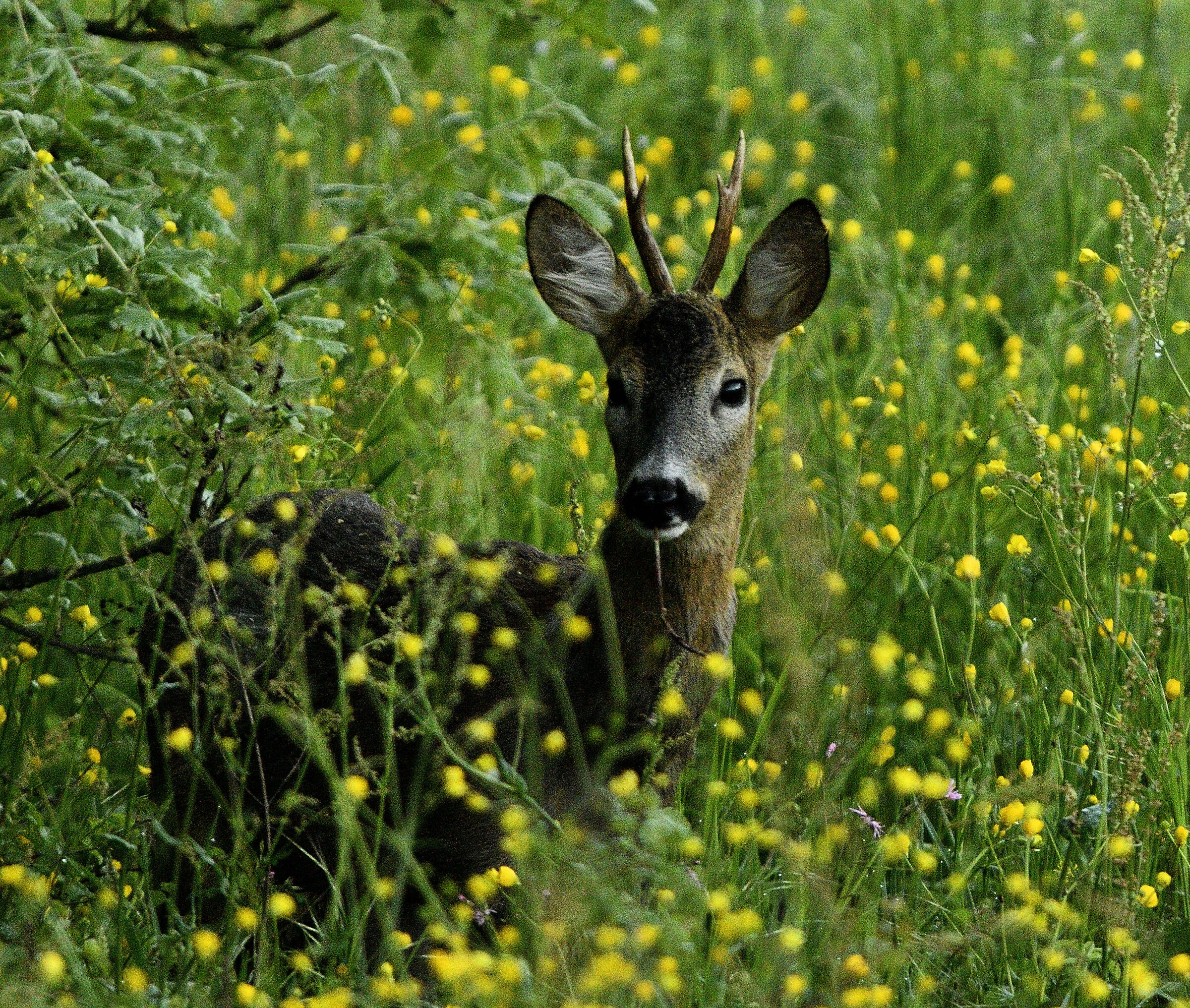 Male roe deer and flowers