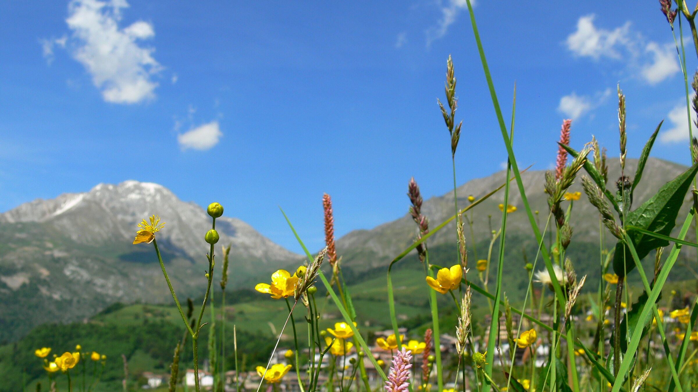 Fiori  di  campo sfondo  monti