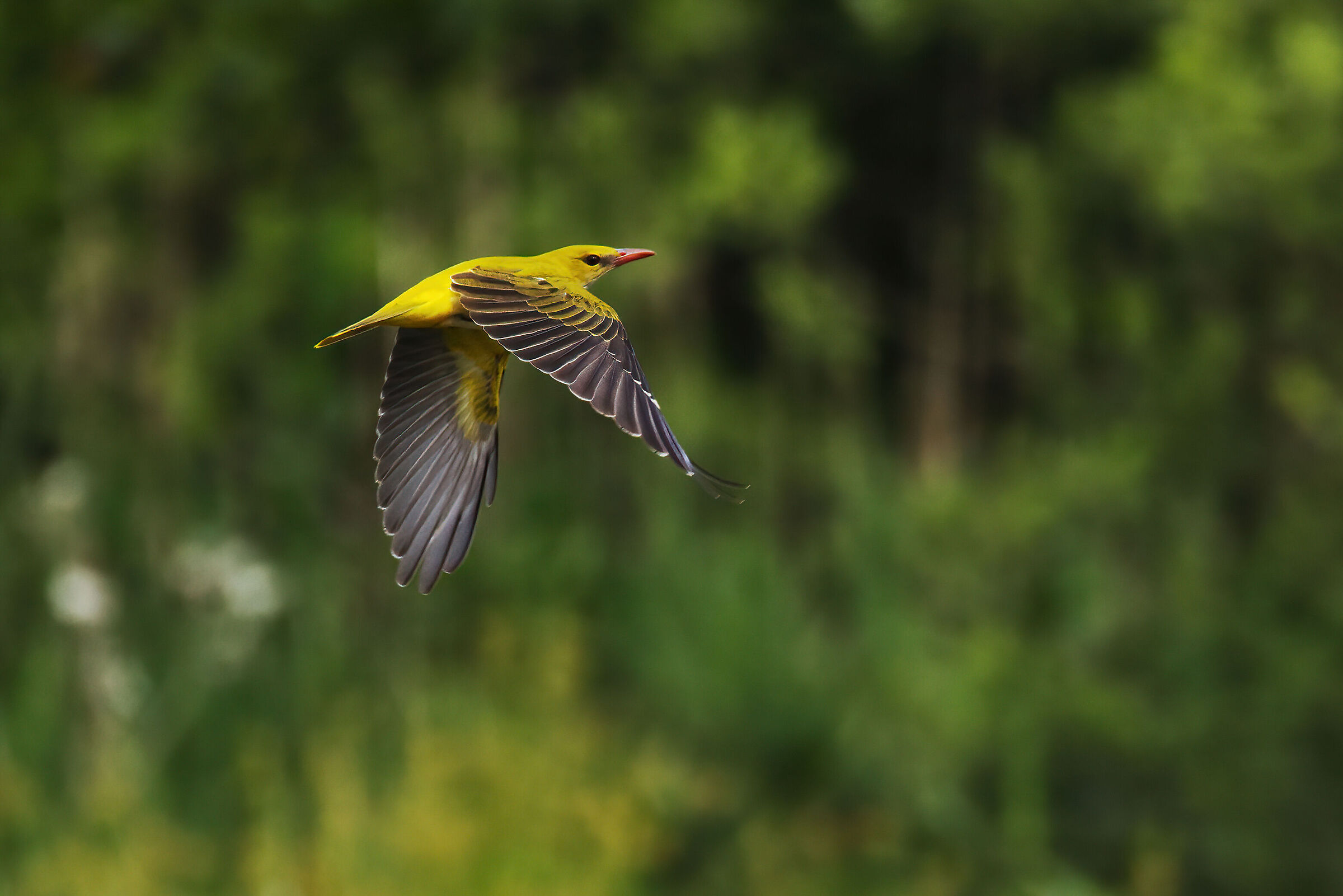 Golden oriole