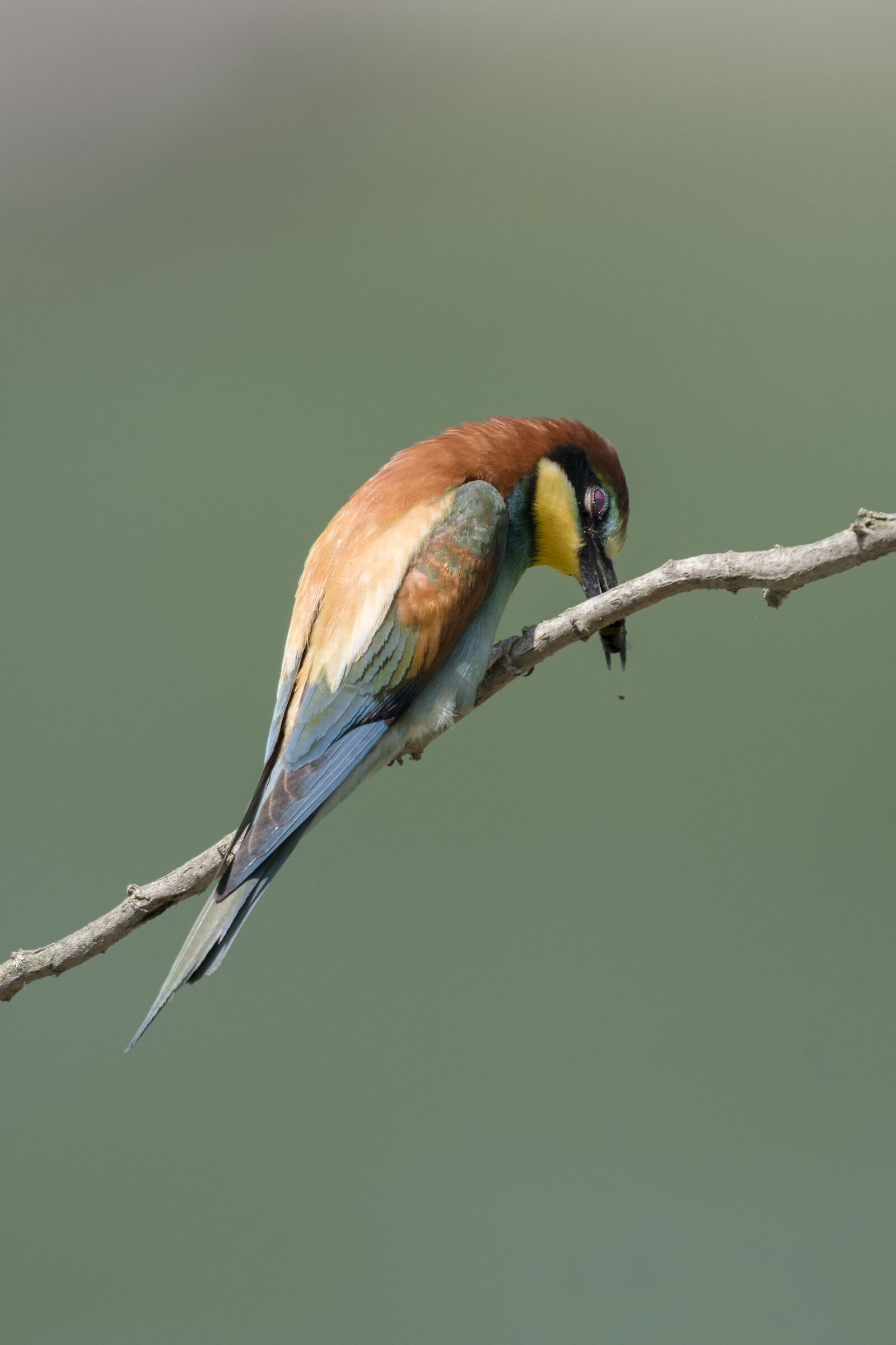 bee-eater intent on cleaning its beak