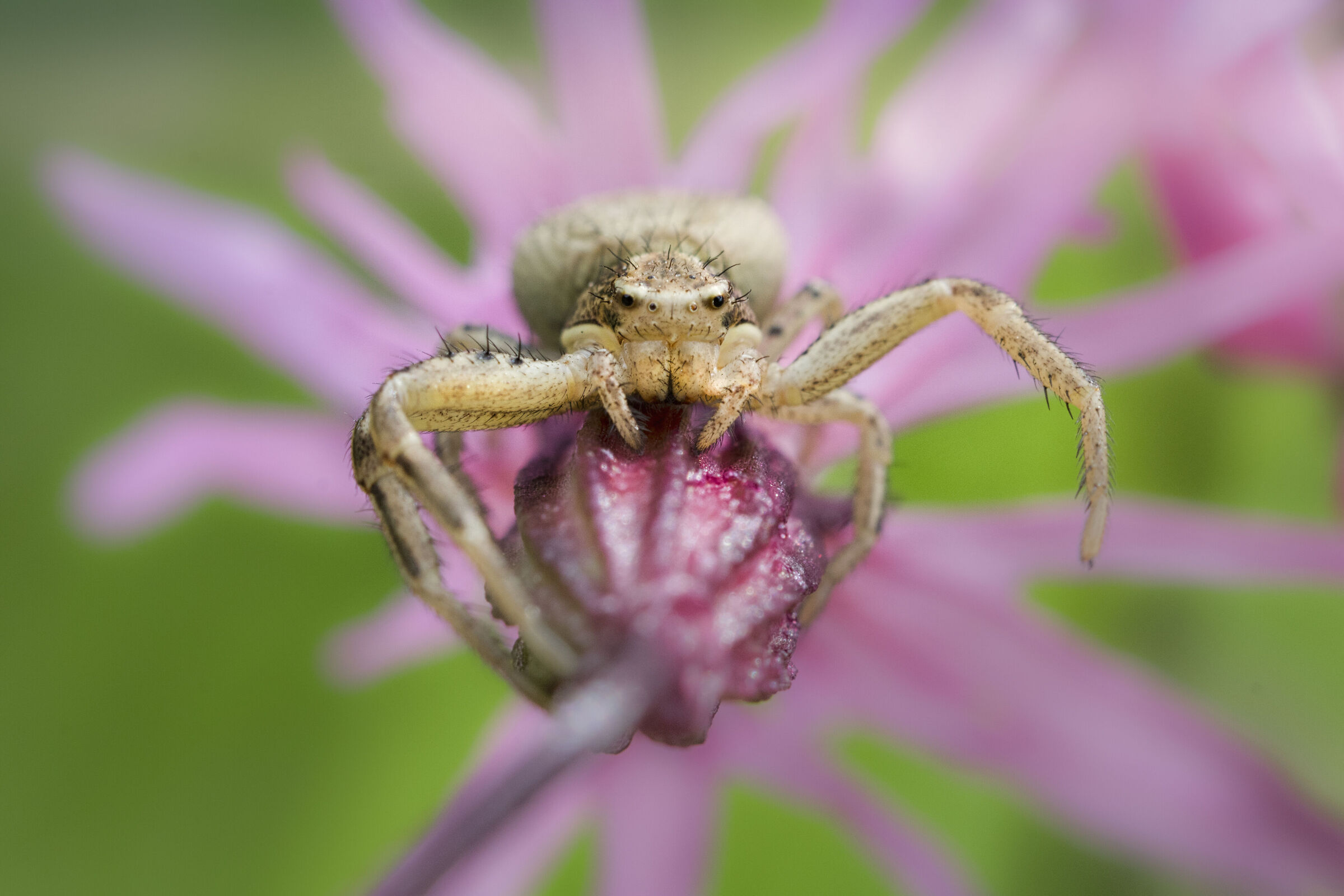 collaborative spider