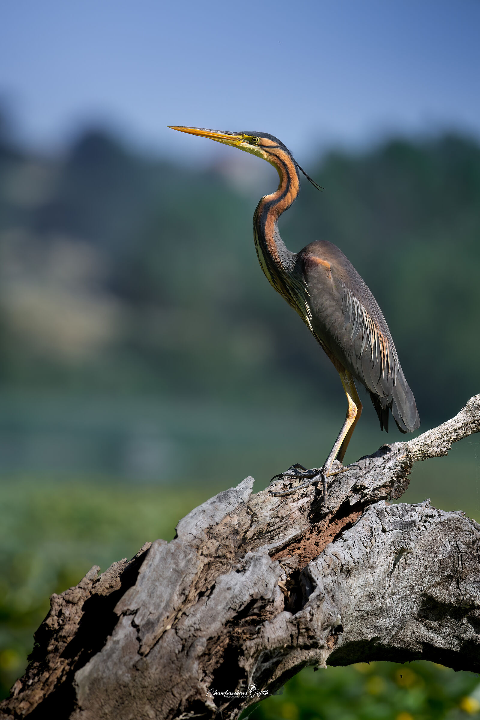 purple heron